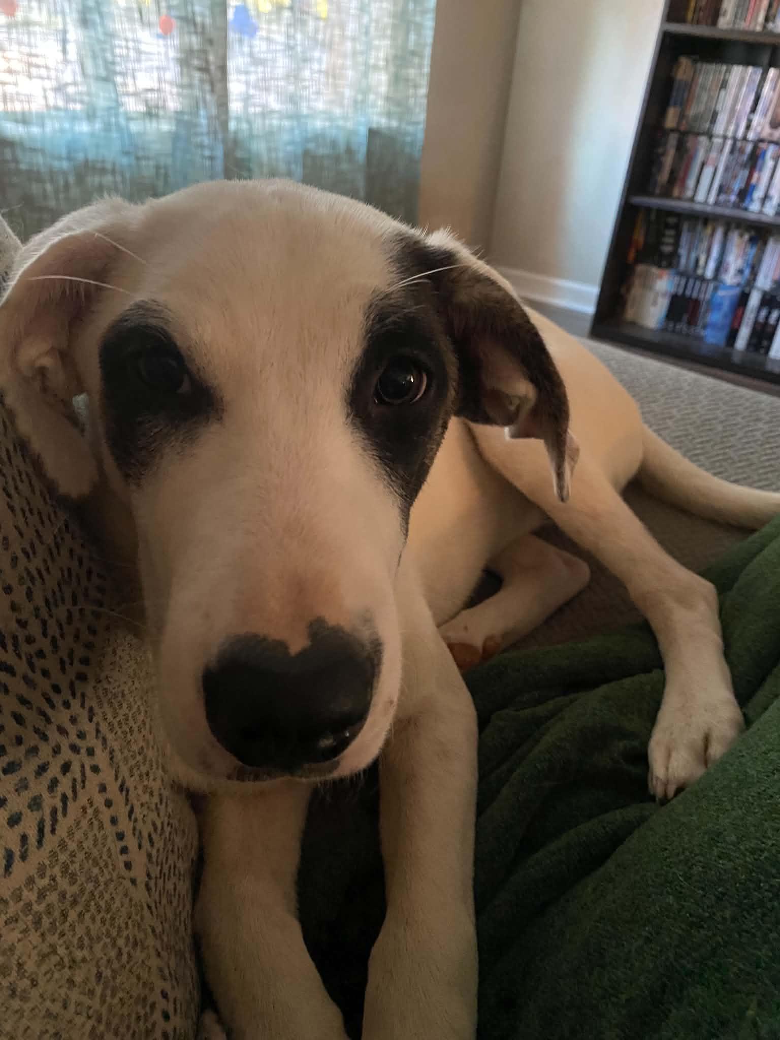 Enlarge Dottie, a Adopted mixed breed in Chatham, NJ image 2/6