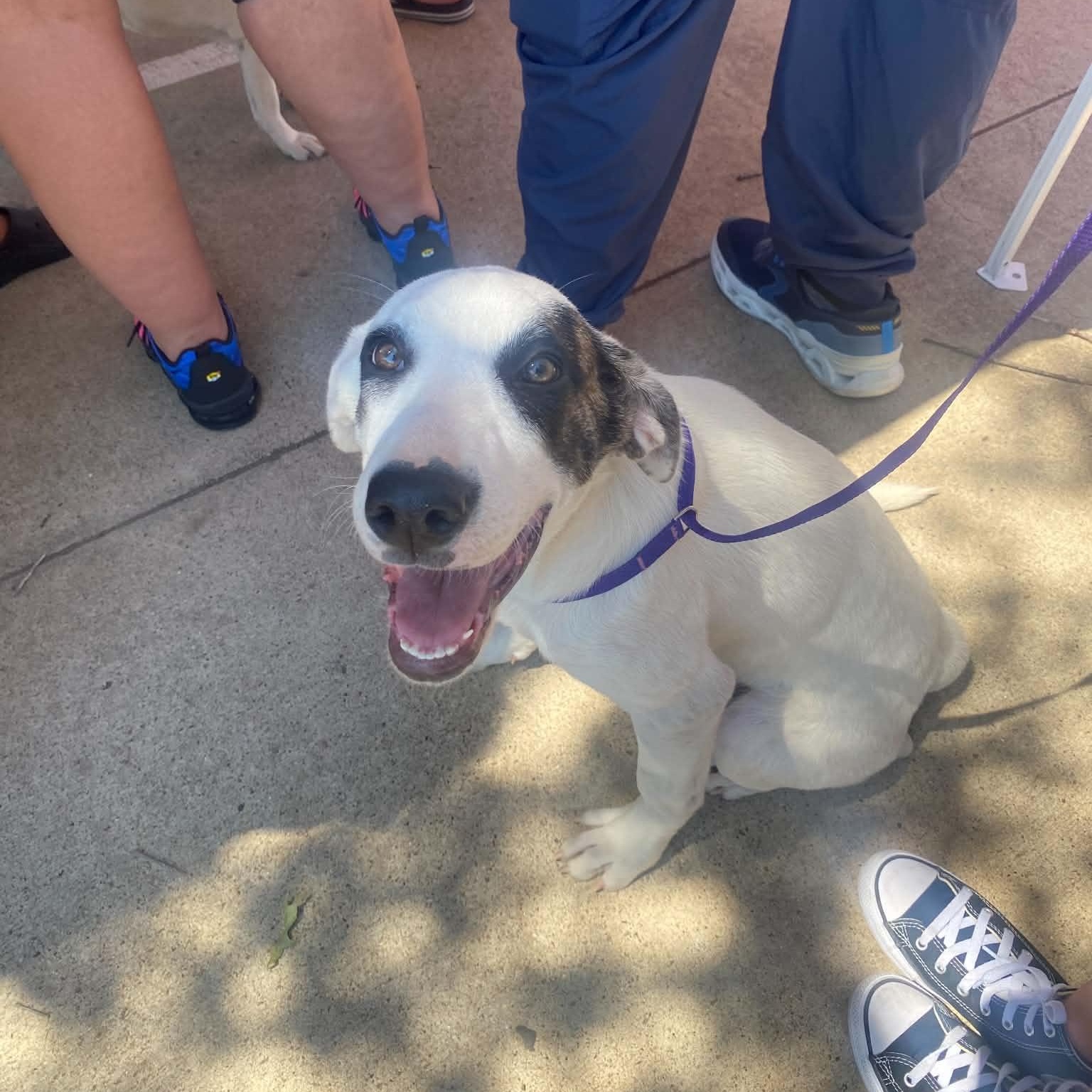 Enlarge Dottie, a Adopted mixed breed in Chatham, NJ image 5/6
