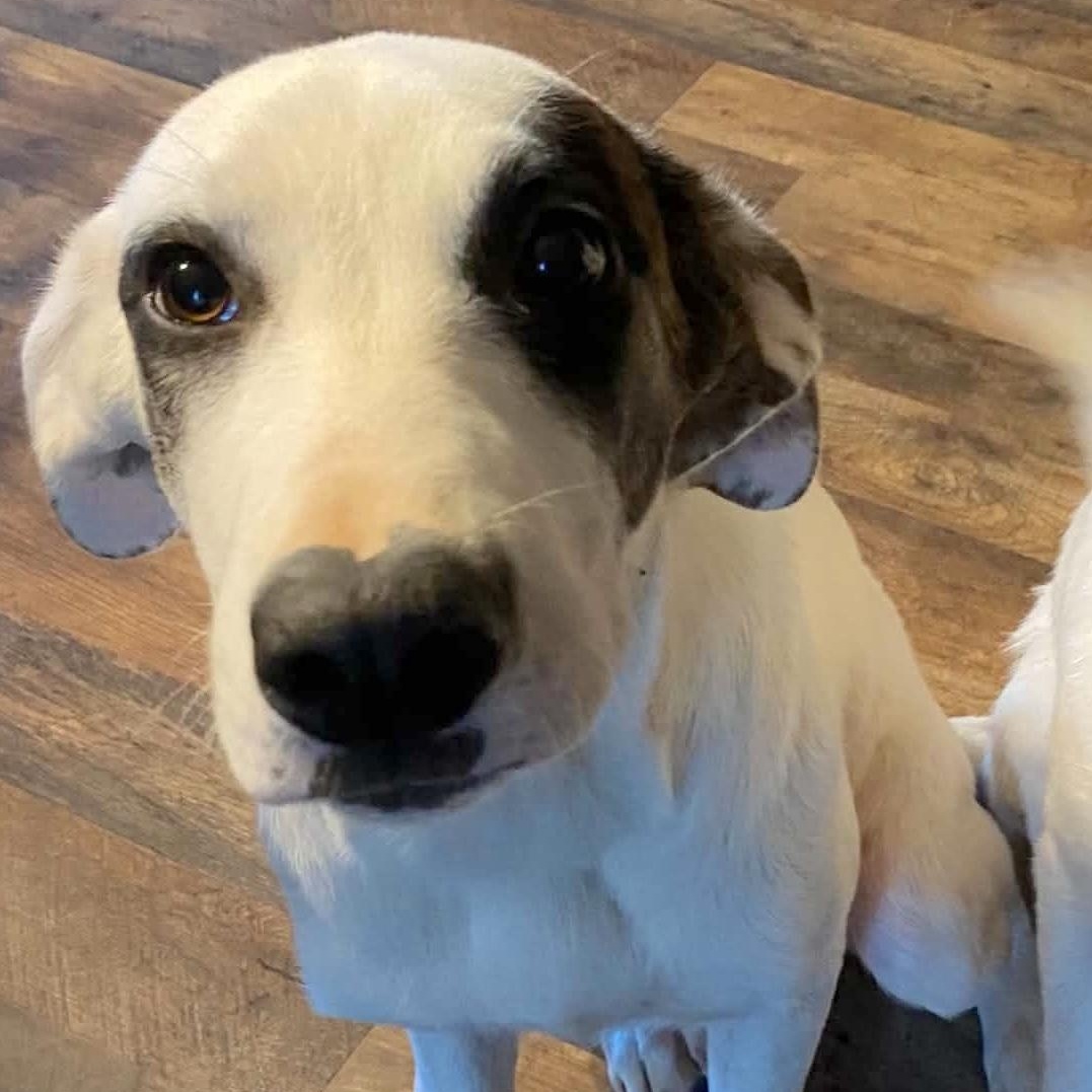 Enlarge Dottie, a Adopted mixed breed in Chatham, NJ image 1/6