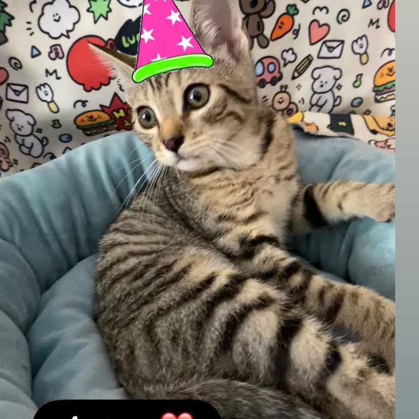 Enlarge Astra, a Adopted Domestic Short Hair in North Bergen, NJ image 1/3