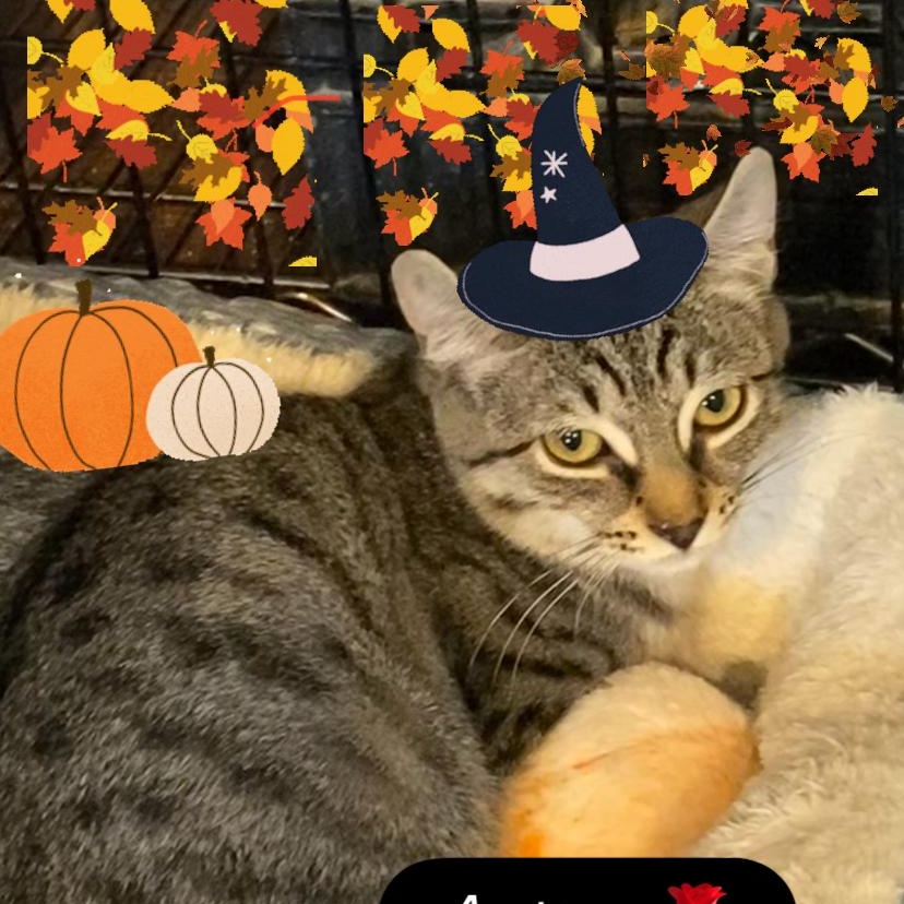 Enlarge Astra, a Adopted Domestic Short Hair in North Bergen, NJ image 2/3