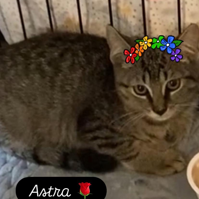 Enlarge Astra, a Adopted Domestic Short Hair in North Bergen, NJ image 3/3