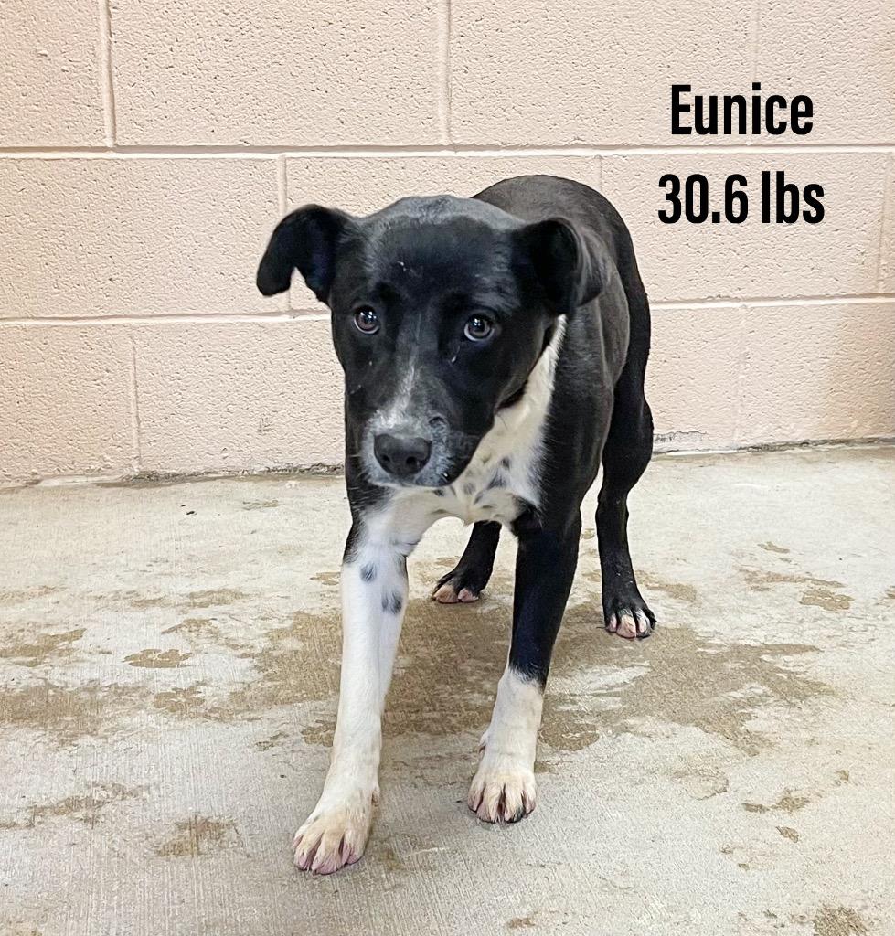 Enlarge Eunice, a Adoptable mixed breed in Clearfield, KY image 1/1