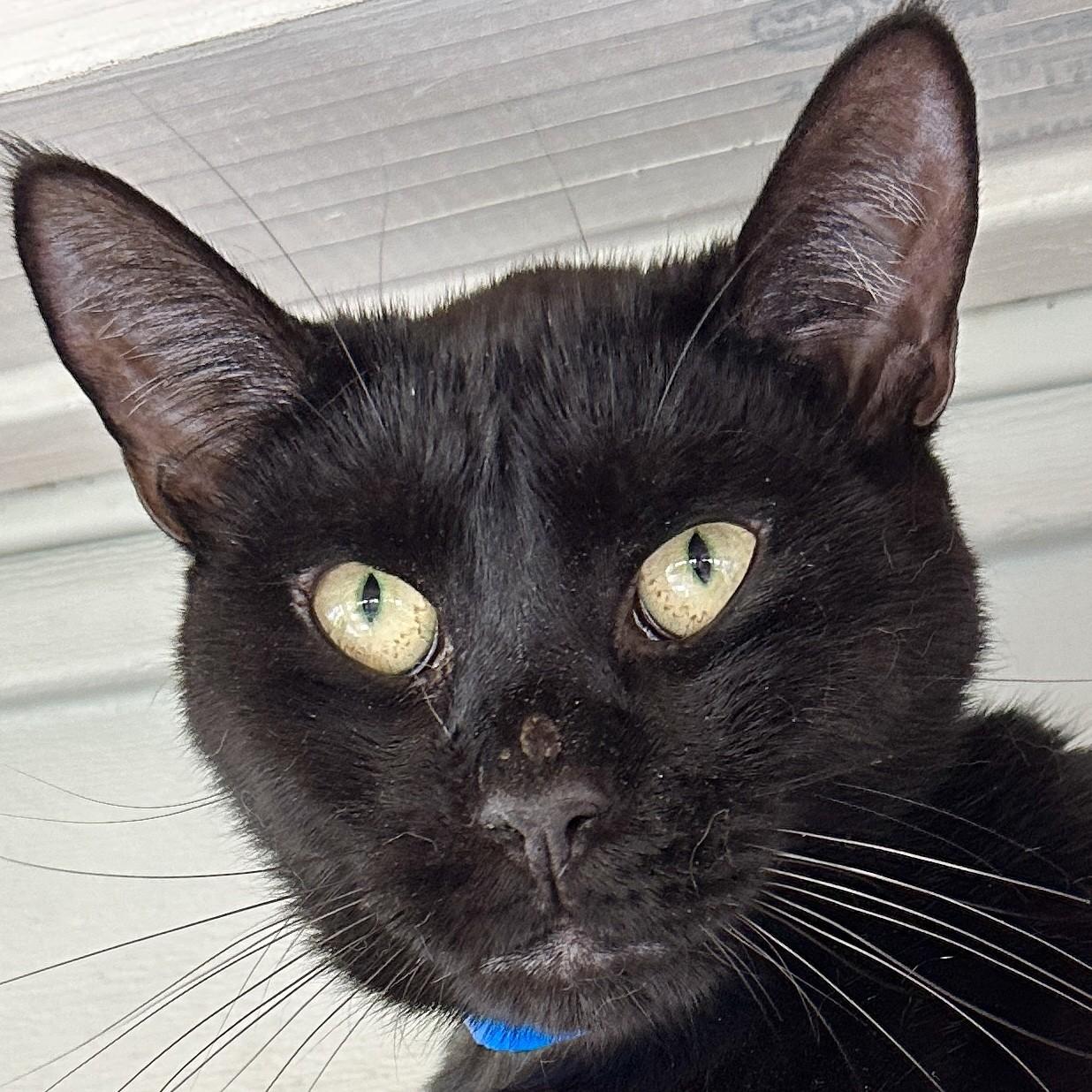 Aviator, Adoptable, Adult Male Domestic Short Hair.