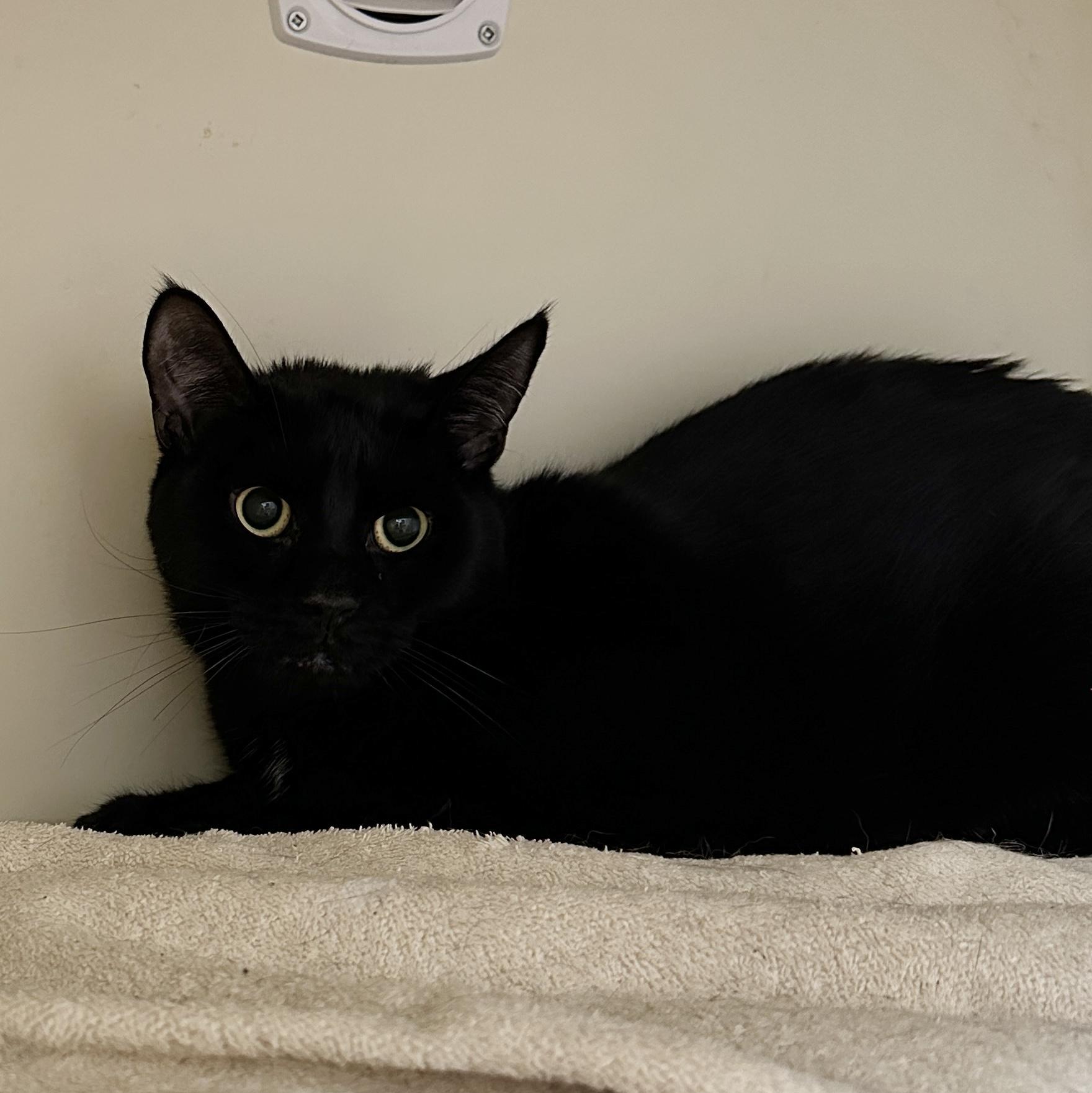 Aviator, a Adoptable Domestic Short Hair in Victor, NY image 2/3