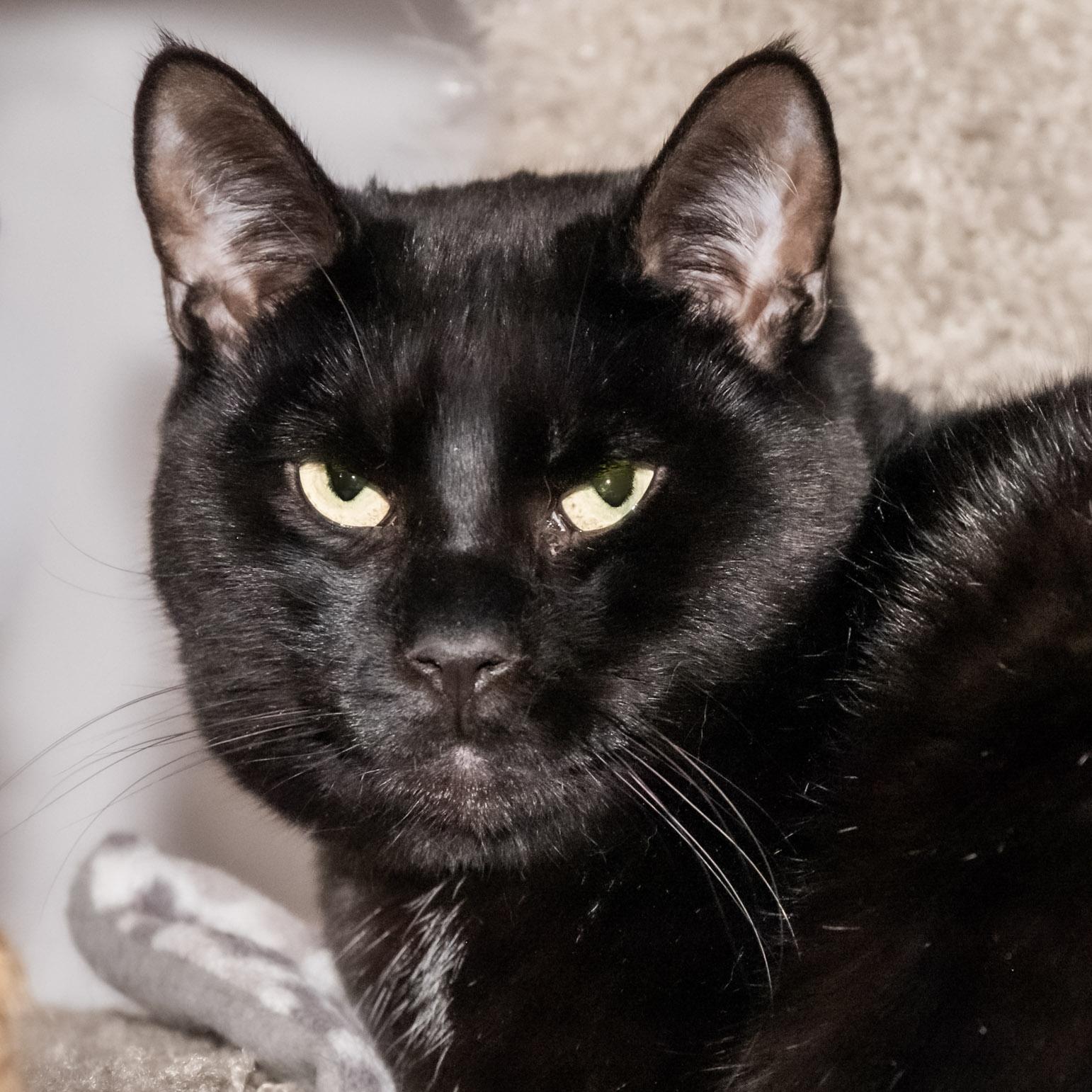 Aviator, a Adoptable Domestic Short Hair in Victor, NY image 2/4