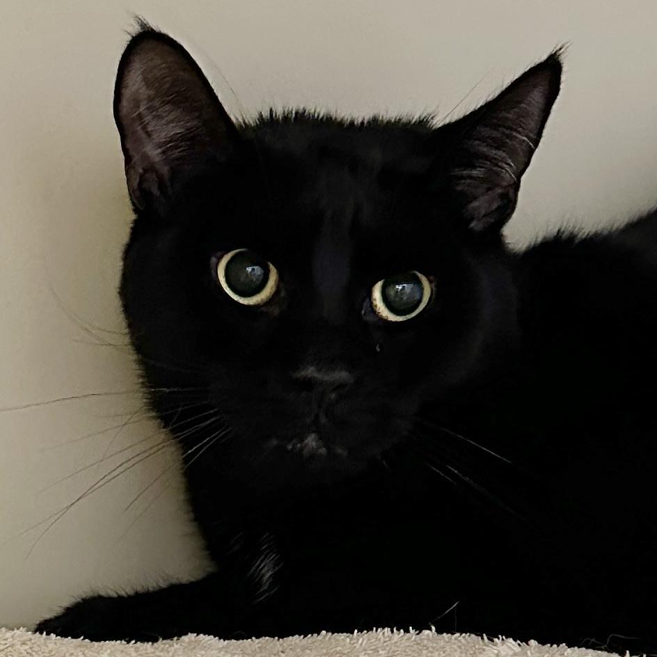 Aviator, a Adoptable Domestic Short Hair in Victor, NY image 3/3