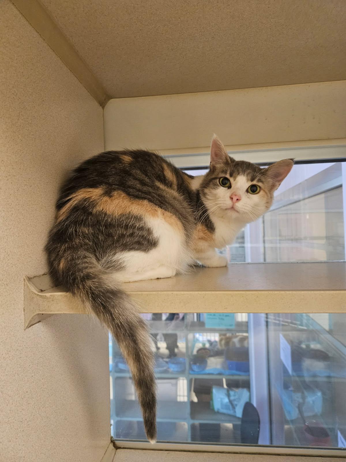 Thistle, adoptable, Young Female Domestic Short Hair.