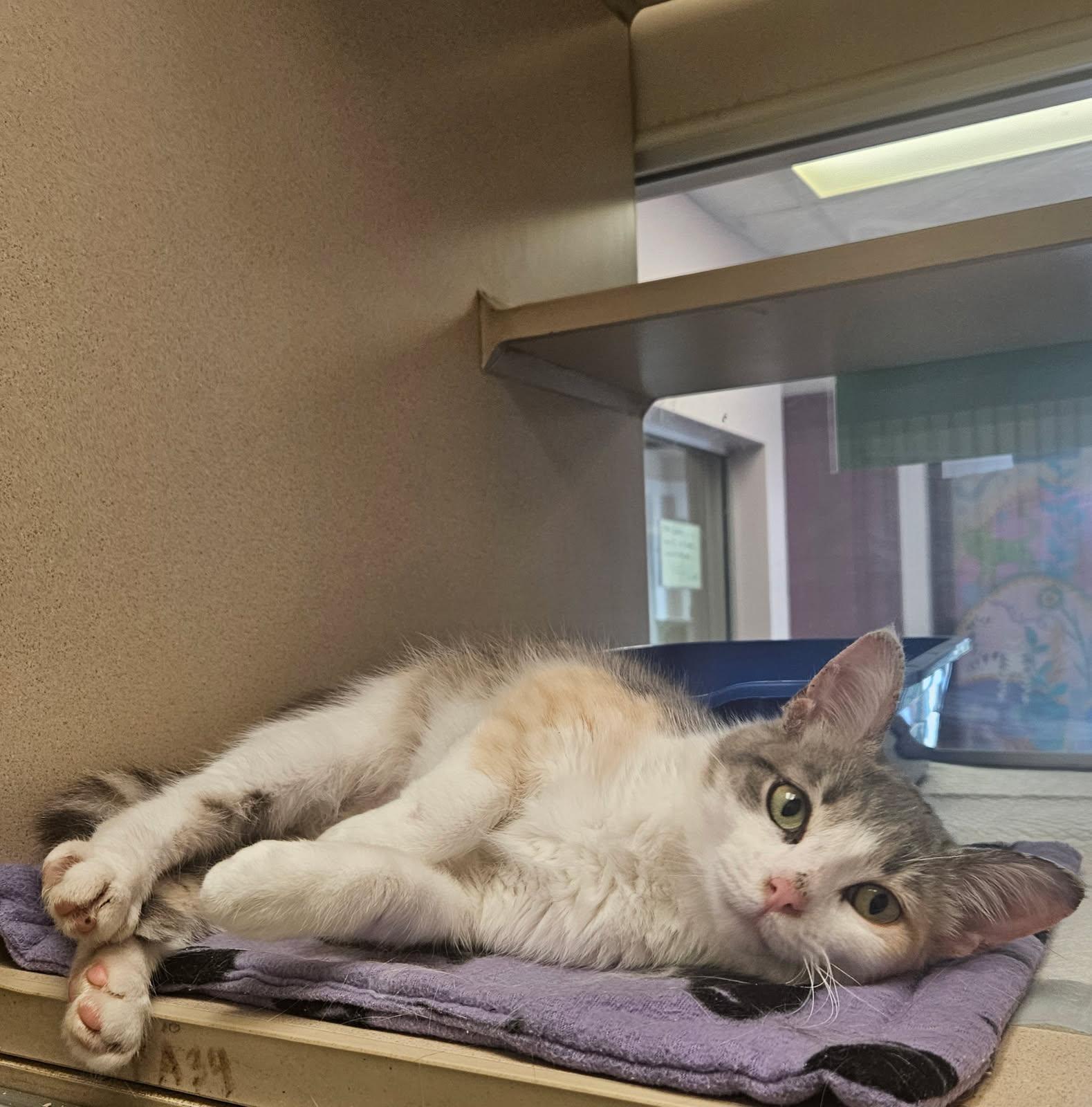 Thistle, adopted, Young Female Domestic Short Hair.