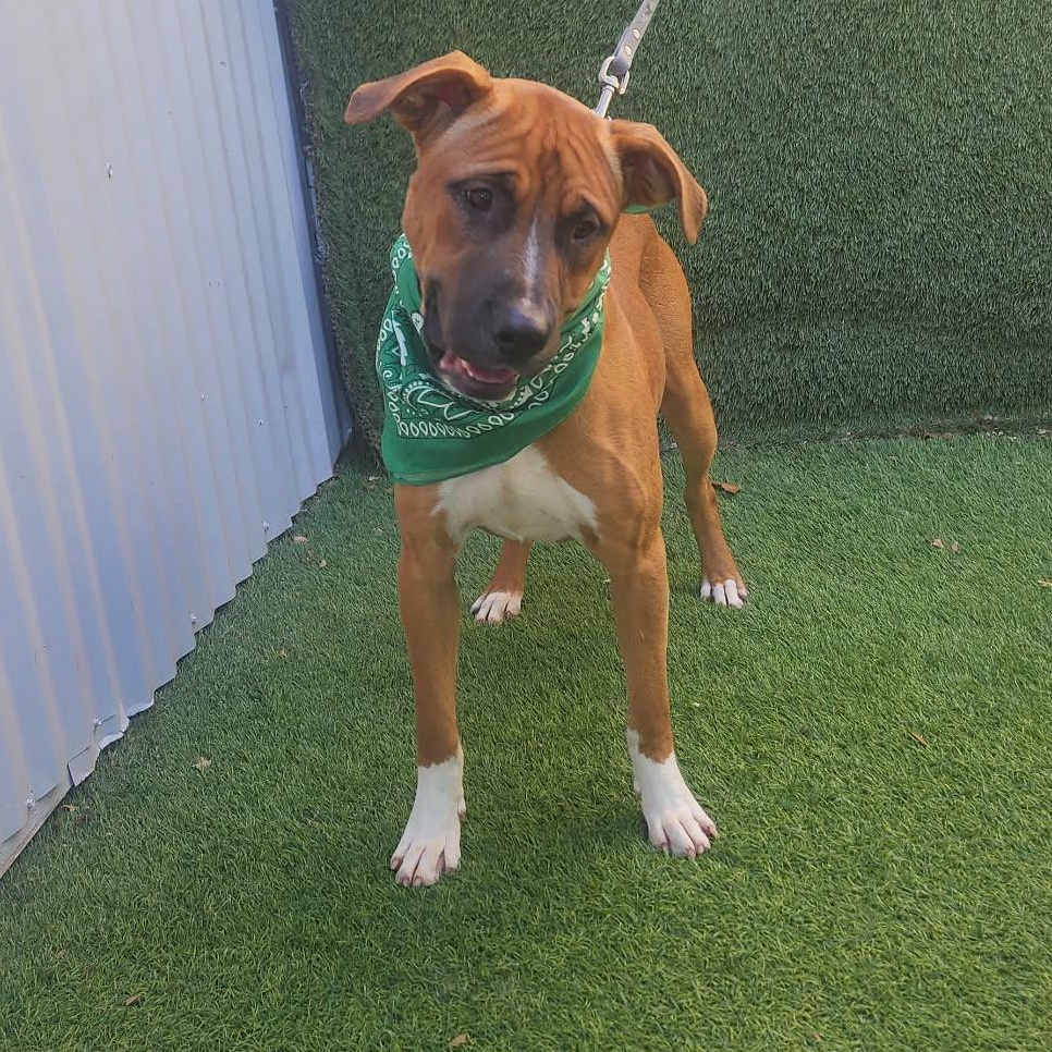 Scampi — thumbnail 6