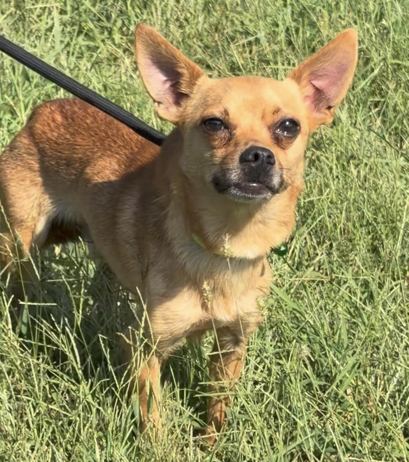 Enlarge Papi, a Adoptable mixed breed in Blue Springs, MO image 1/2
