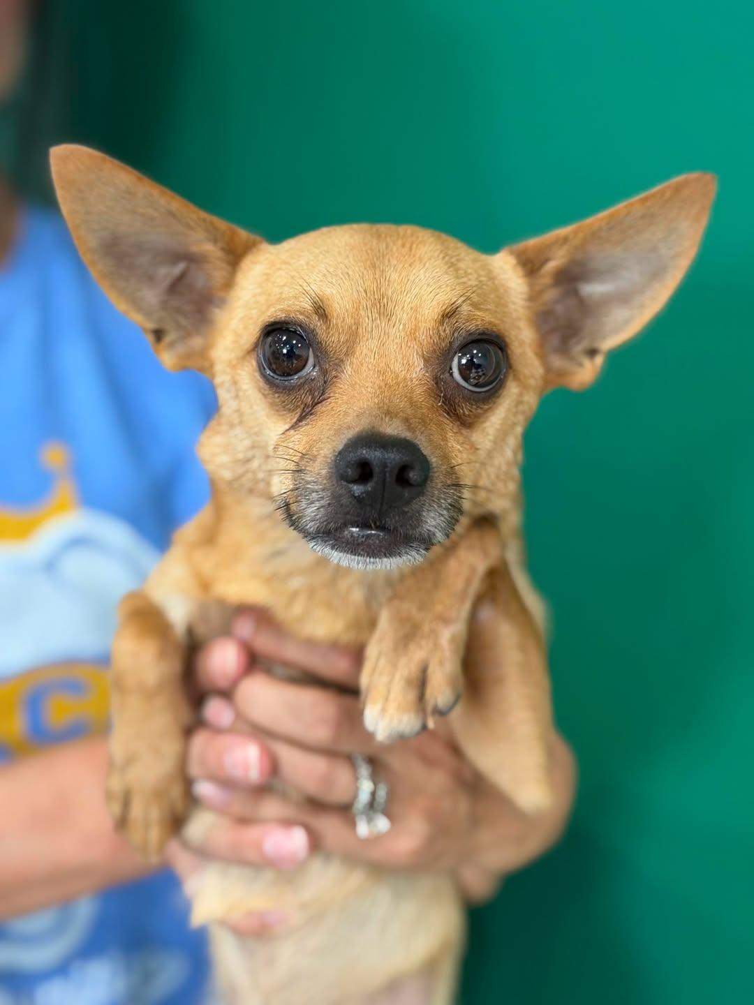 Enlarge Papi, a Adoptable mixed breed in Blue Springs, MO image 2/2