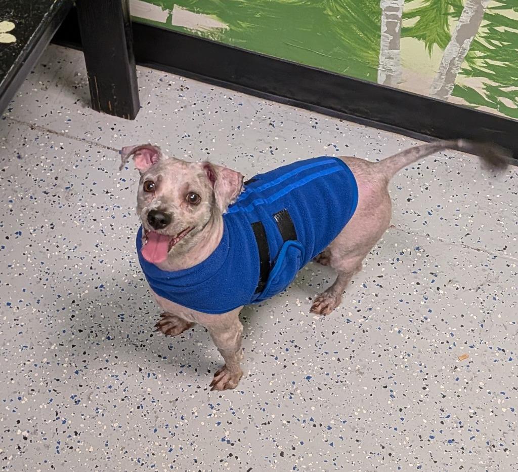 Enlarge Romeo, a Adoptable mixed breed in Logan, UT image 1/1