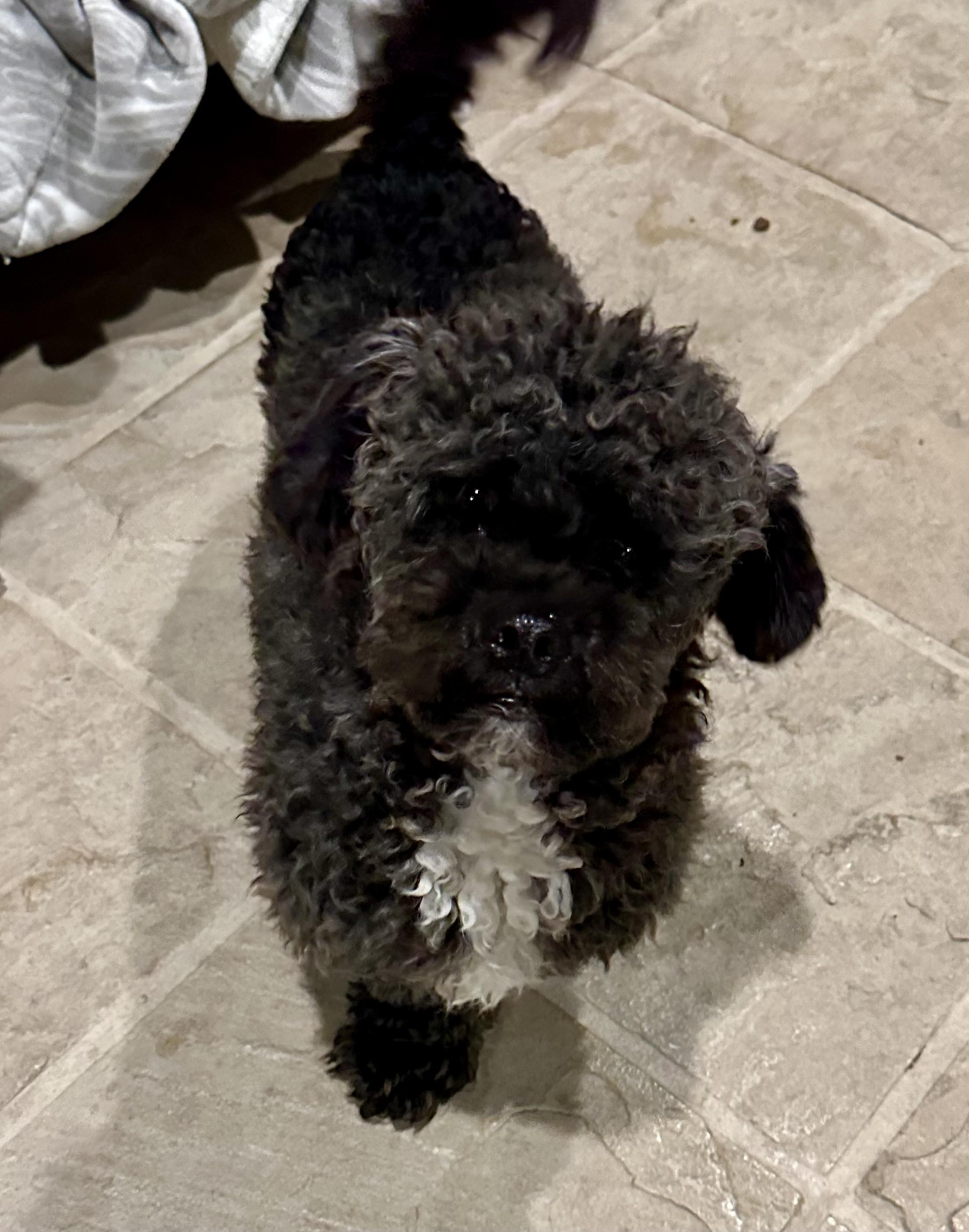 TUX, adopted, Adult Male Poodle.