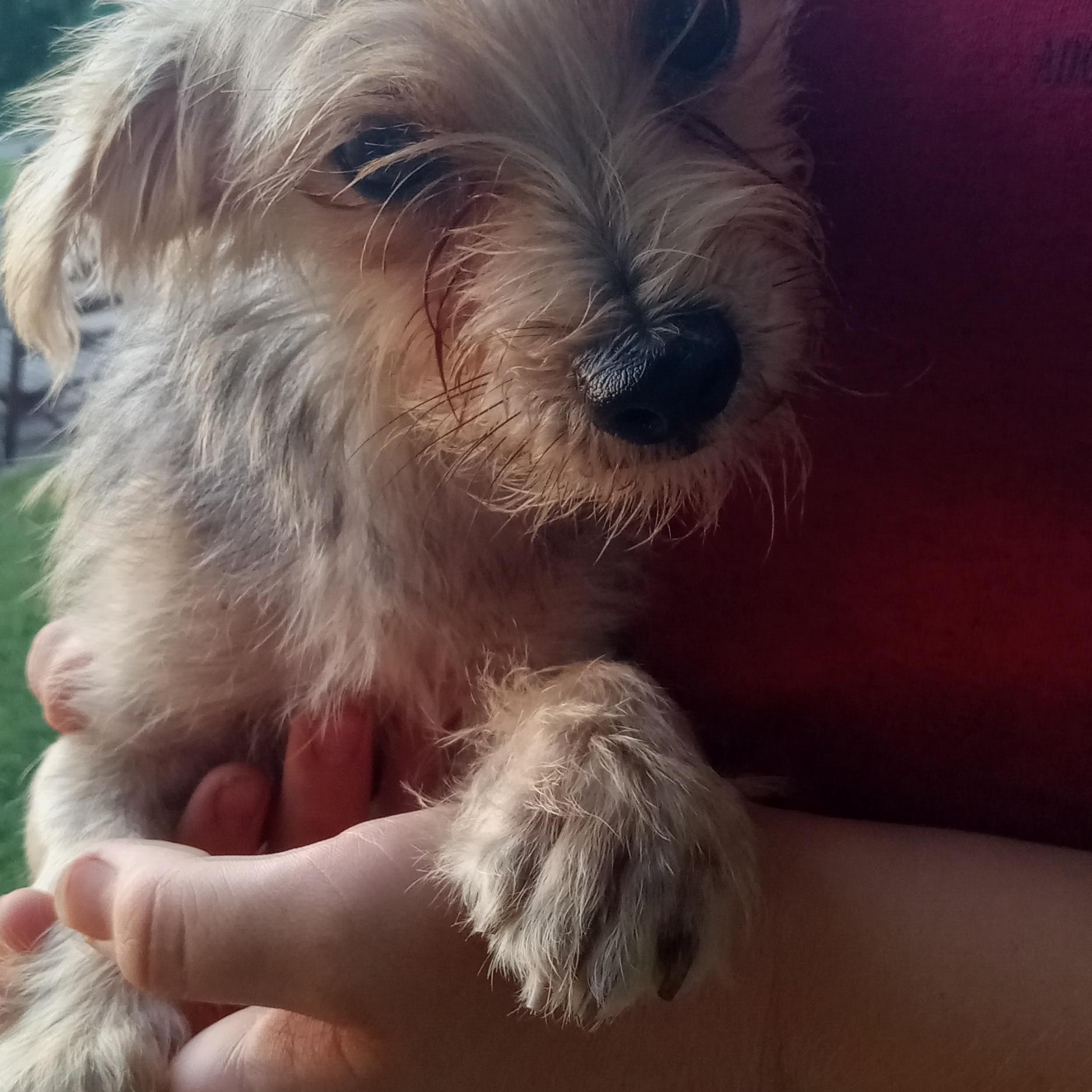 Enlarge Izzy, a Adopted mixed breed in Gentry, AR image 1/1