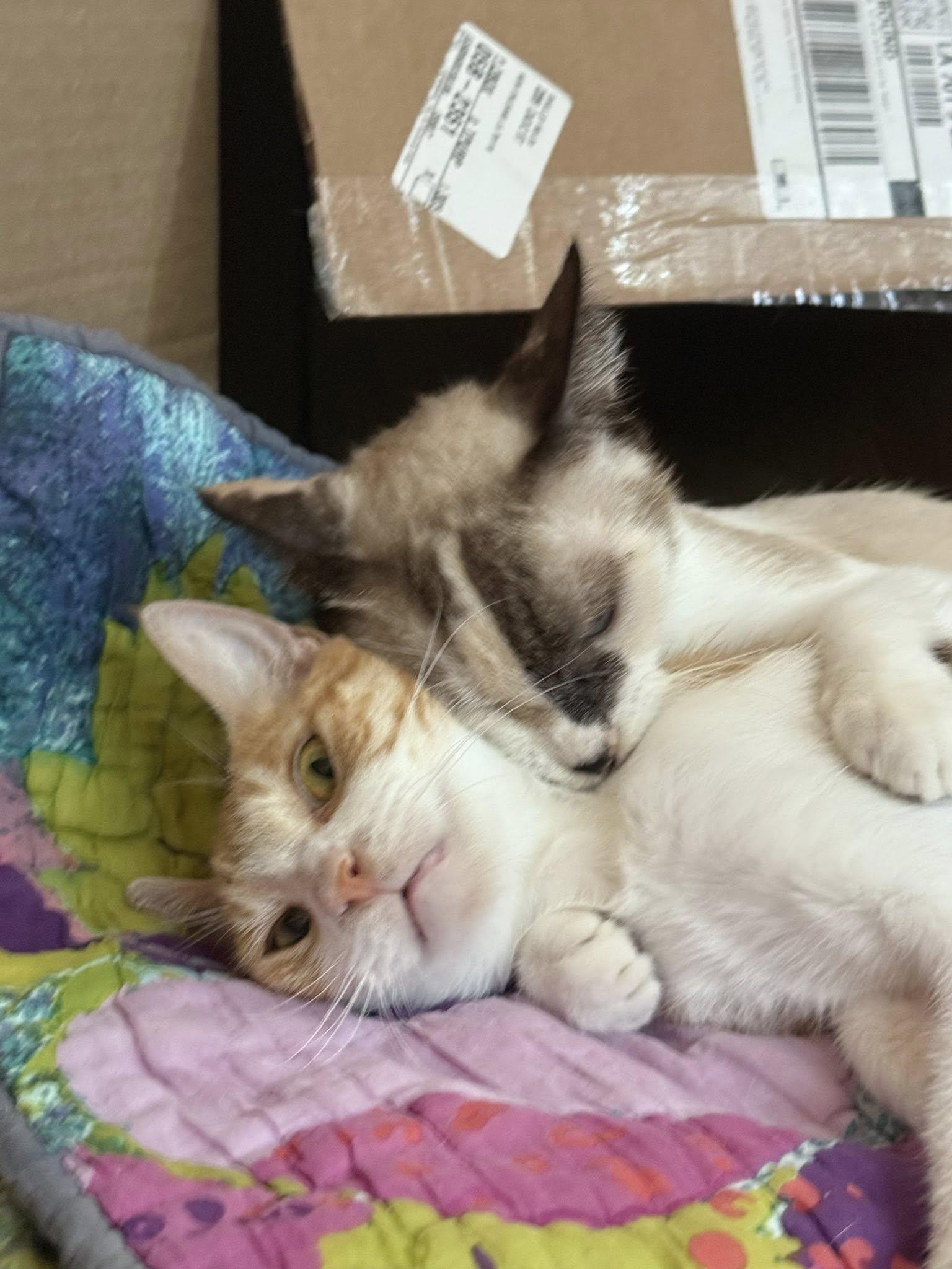 Enlarge Grace & Ginger, a Adopted mixed breed in New Orleans, LA image 4/6