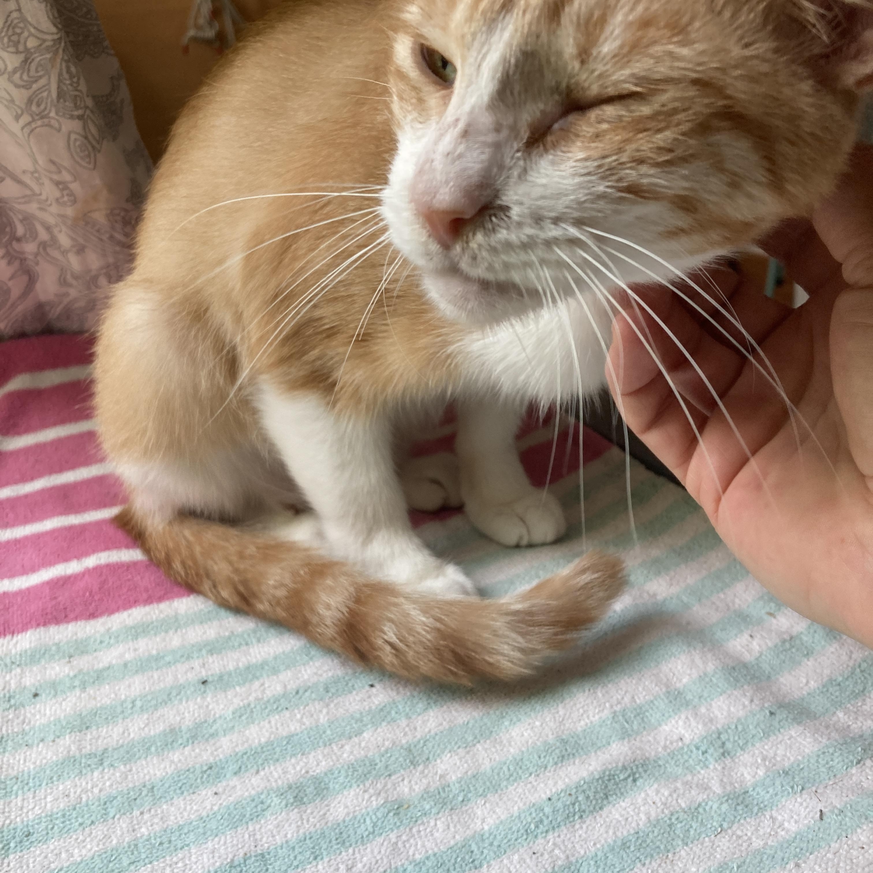 Enlarge Grace & Ginger, a Adopted mixed breed in New Orleans, LA image 3/6