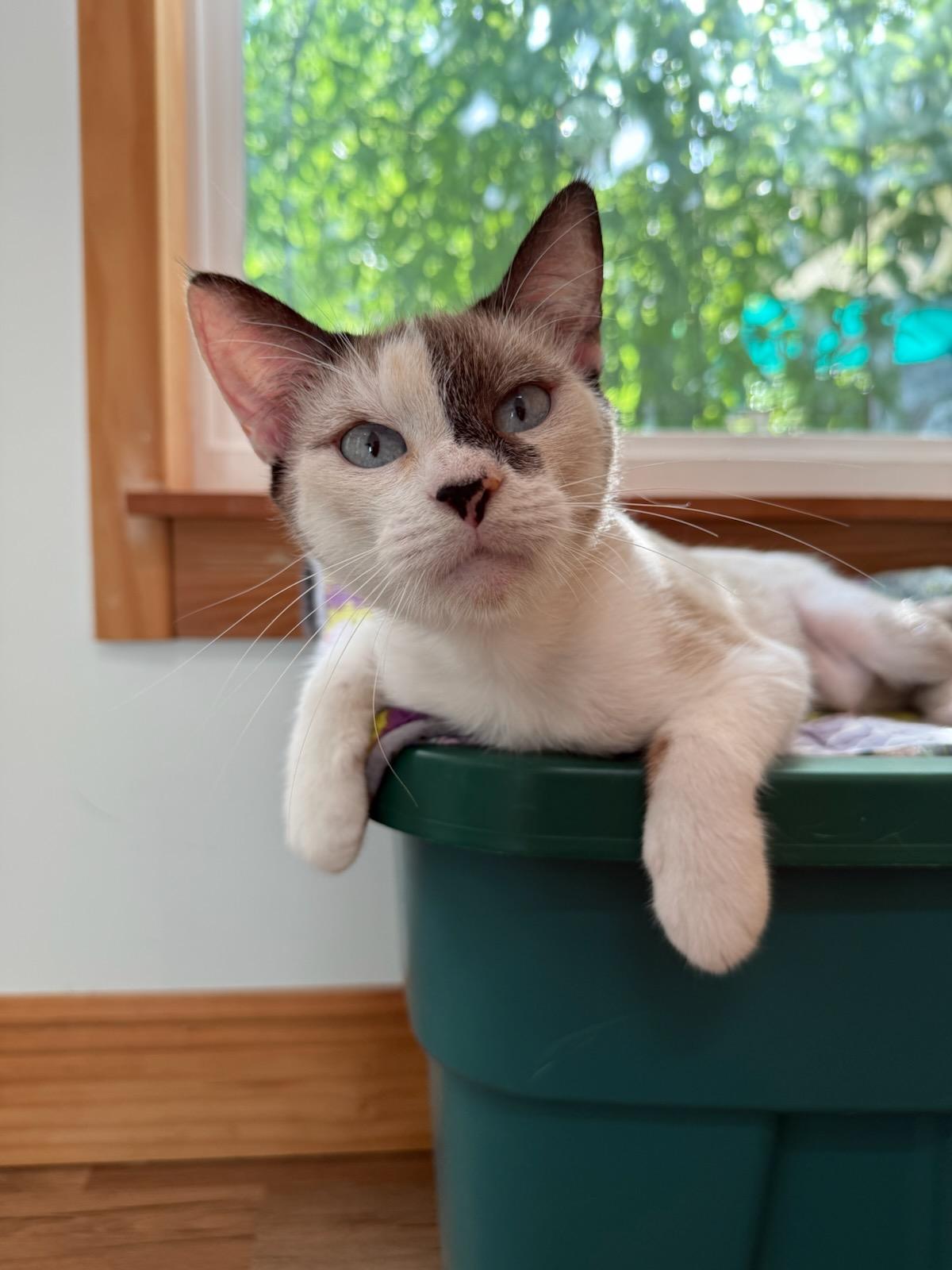 Enlarge Grace & Ginger, a Adopted mixed breed in New Orleans, LA image 2/6