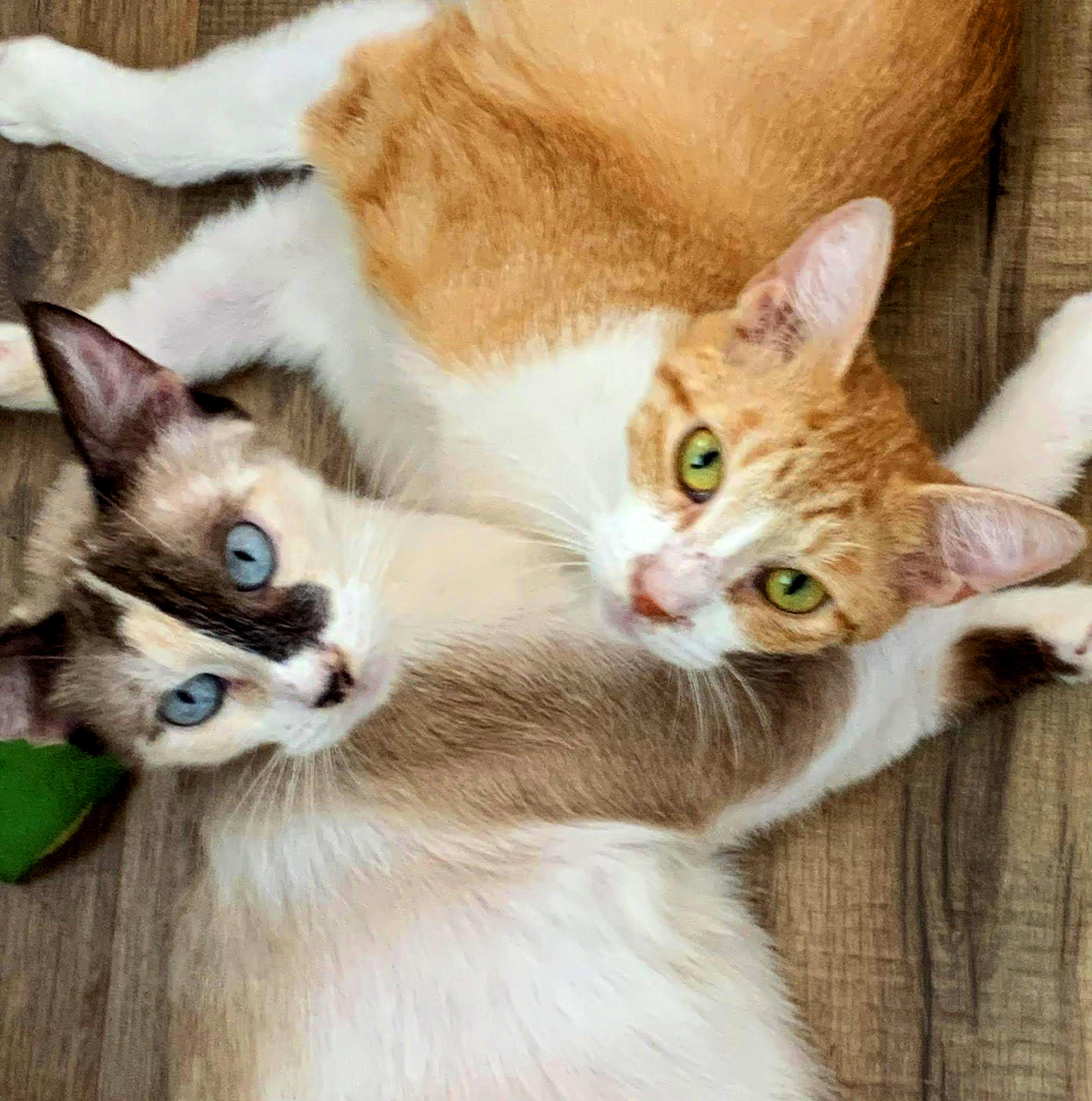 Grace & Ginger, Adopted, Young Female Siamese & Calico.