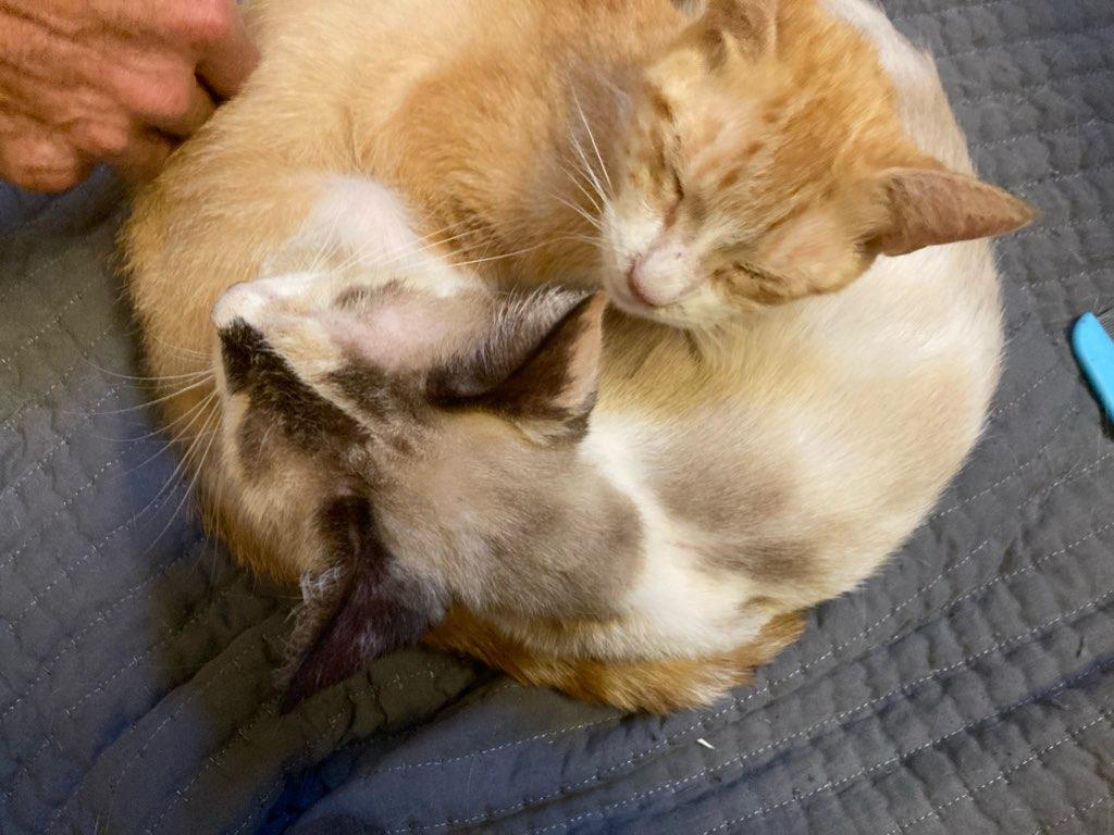 Enlarge Grace & Ginger, a Adopted mixed breed in New Orleans, LA image 5/6