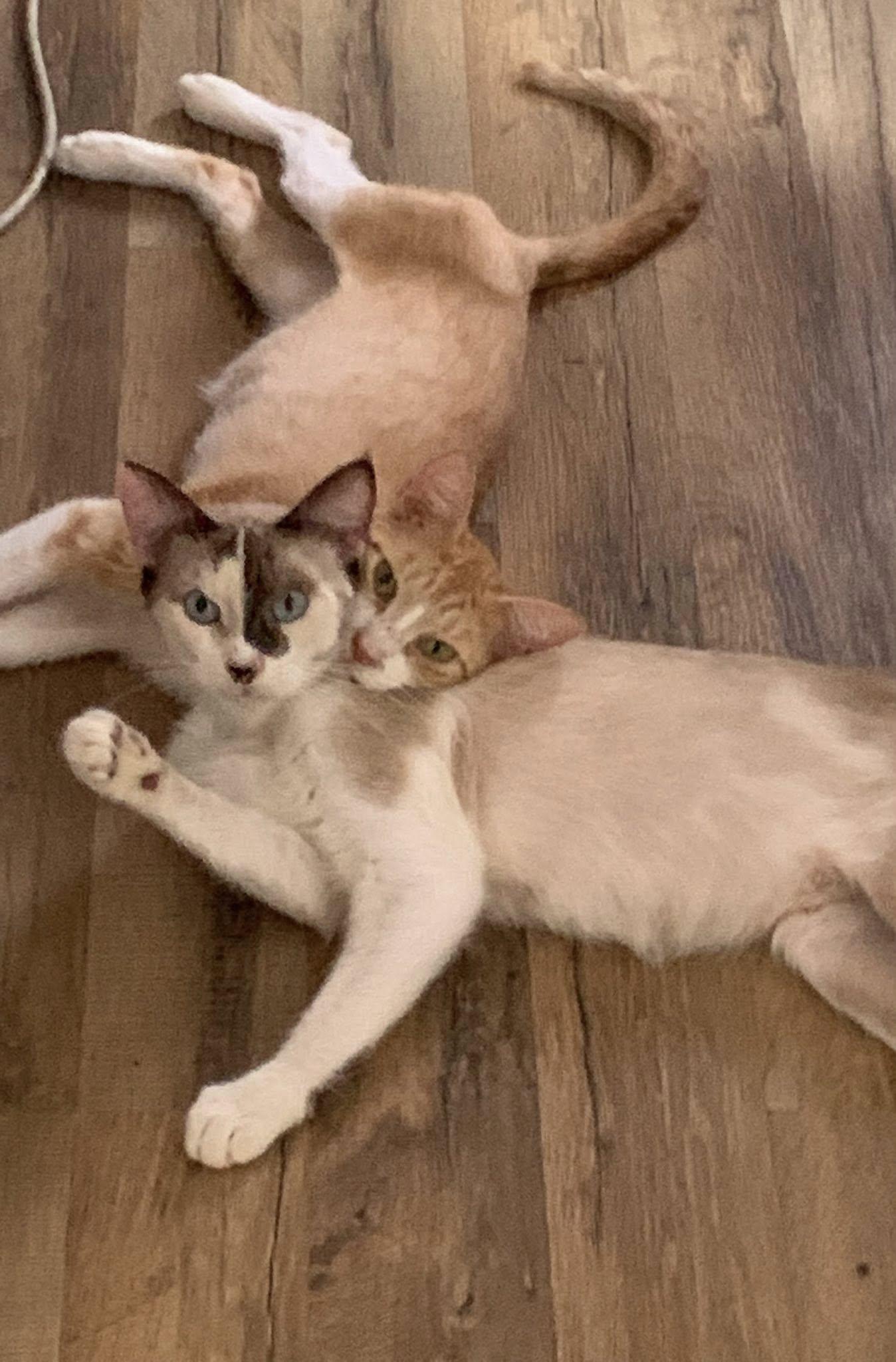 Enlarge Grace & Ginger, a Adopted mixed breed in New Orleans, LA image 6/6