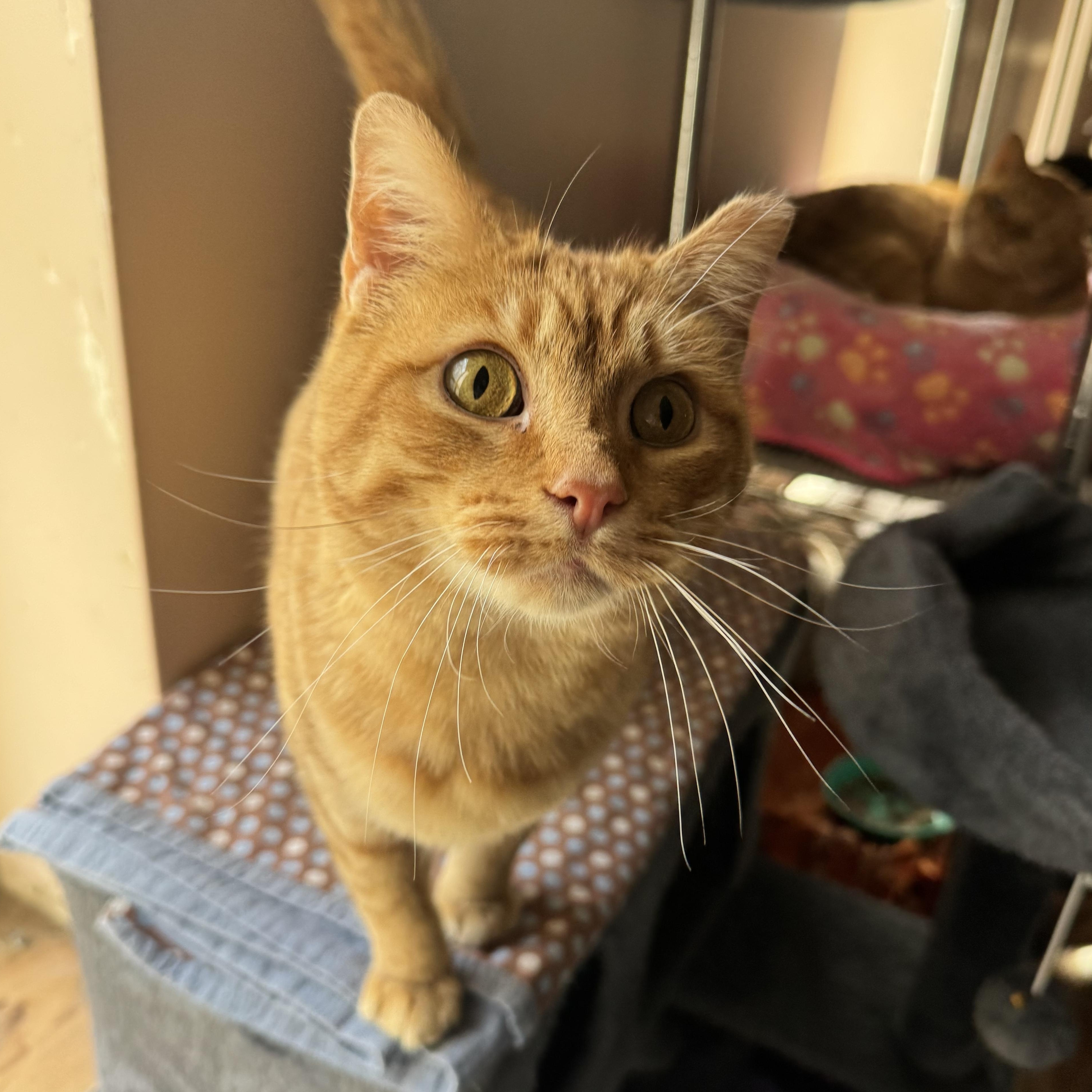 Danny, a ADOPTABLE Domestic Short Hair in Leon, KS image 3/3