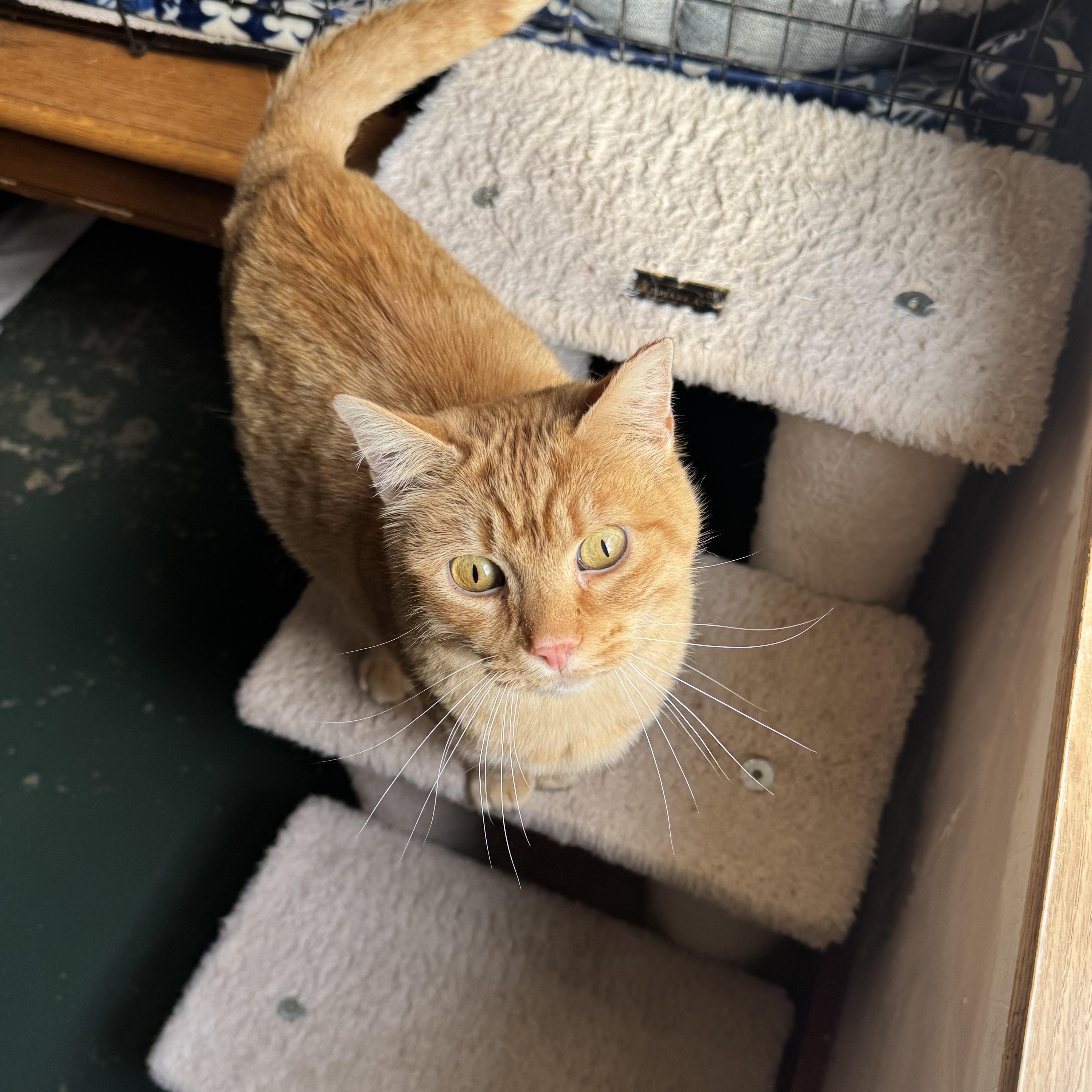 Danny, ADOPTABLE, Adult Male Domestic Short Hair.