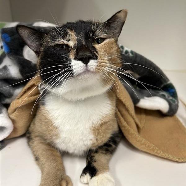 Tortellini, Adoptable, Adult Female Domestic Short Hair.