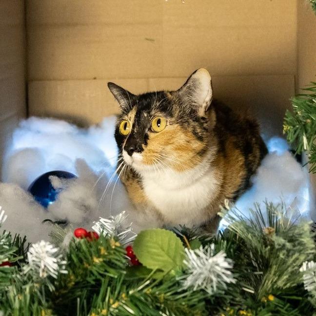 Enlarge Tortellini, a Adoptable Domestic Short Hair in Long Beach, CA image 2/2