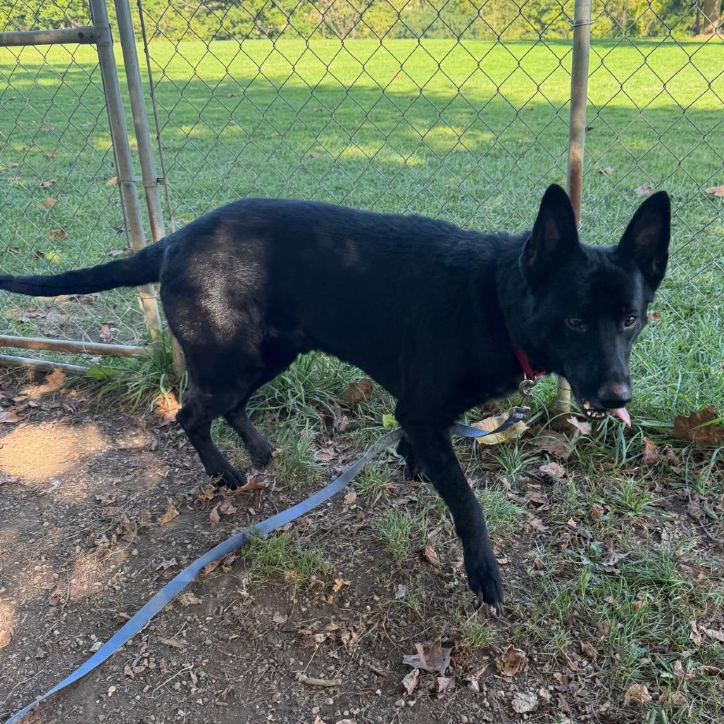 Hagrid, Adoptable, Adult Male German Shepherd Dog & Mixed Breed.