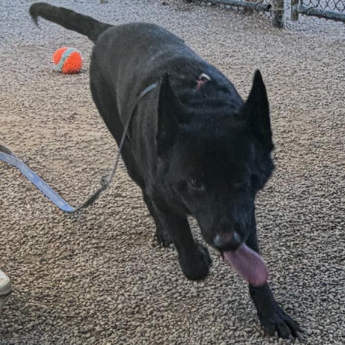 Enlarge Hagrid, a Adoptable mixed breed in Columbia Station, OH image 3/6