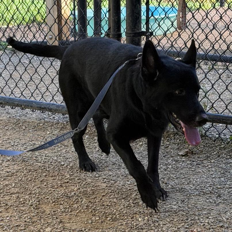 Enlarge Hagrid, a Adoptable mixed breed in Columbia Station, OH image 4/6
