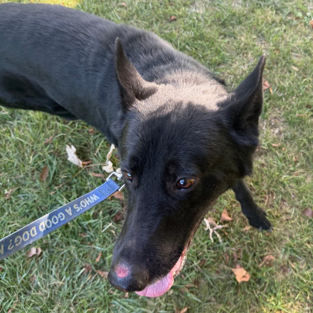 Enlarge Hagrid, a Adoptable mixed breed in Columbia Station, OH image 5/6