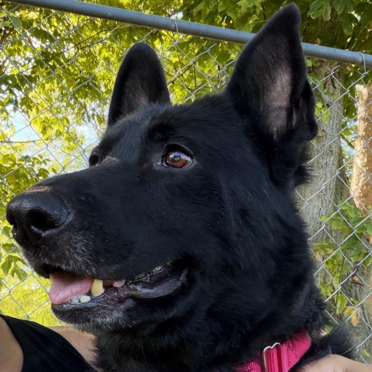 Enlarge Hagrid, a Adoptable mixed breed in Columbia Station, OH image 6/6