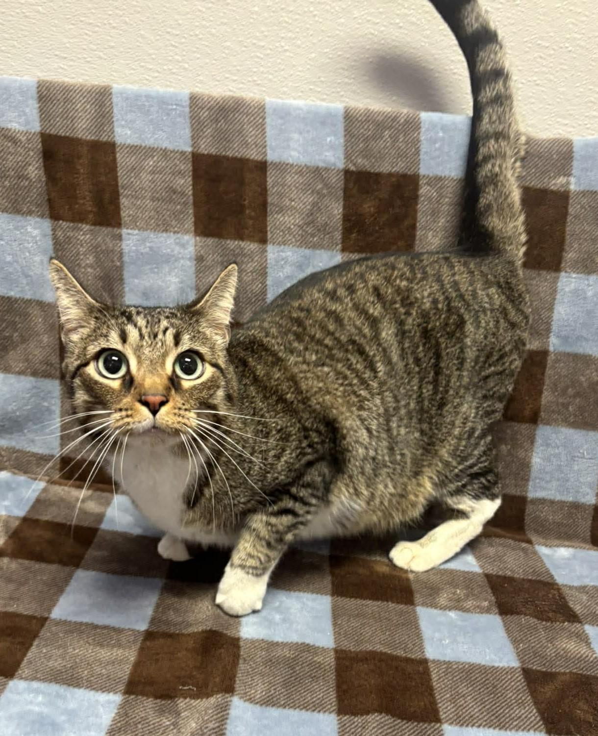 Enlarge Hannah, an adopted mixed breed in Maryville, MO image 3/4