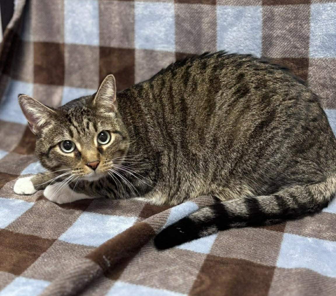 Enlarge Hannah, an adopted mixed breed in Maryville, MO image 4/4