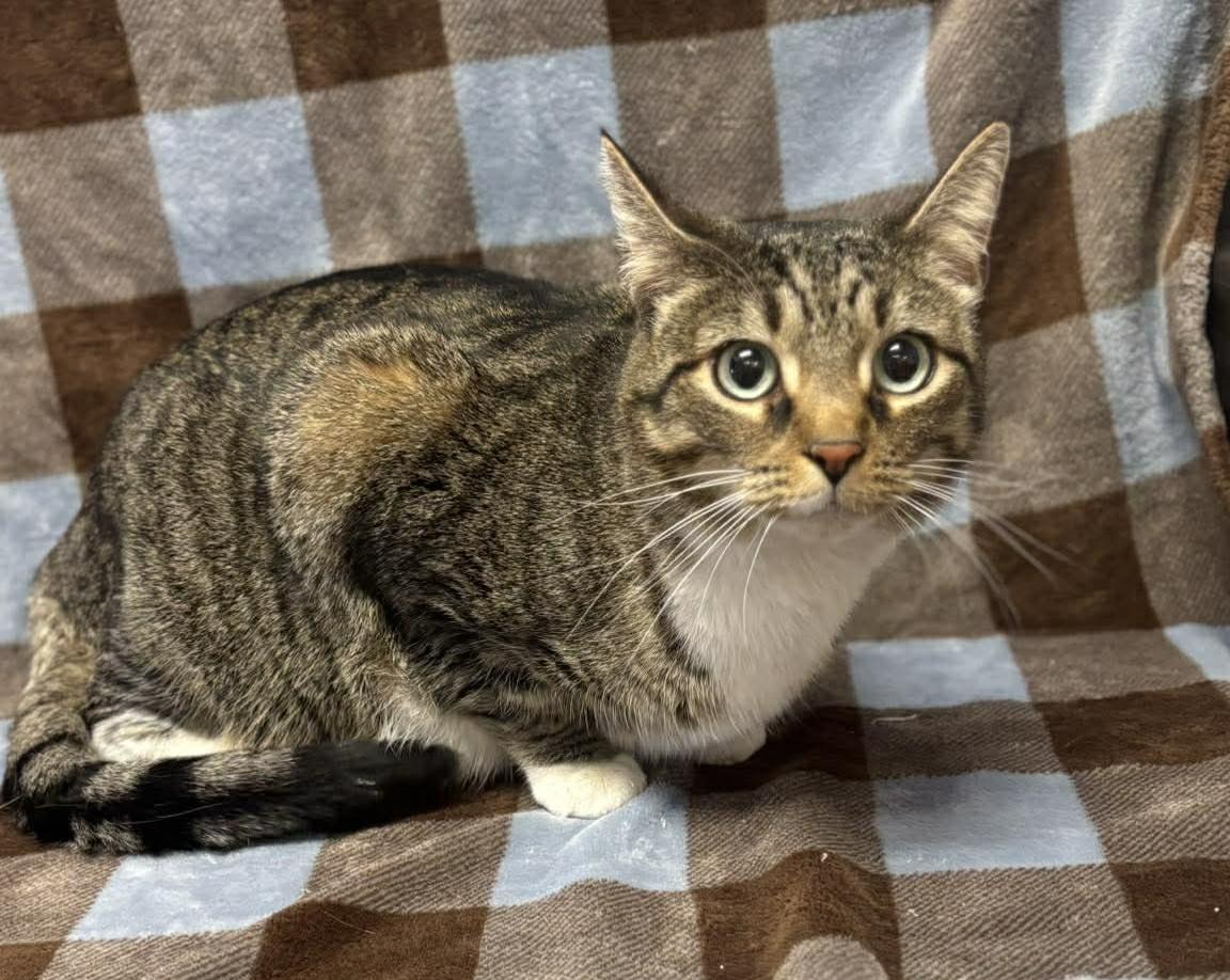 Enlarge Hannah, an adopted mixed breed in Maryville, MO image 2/4