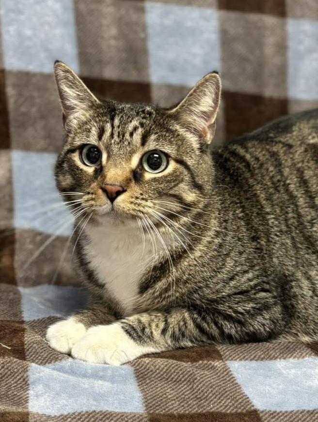 Hannah, adopted, Adult Female Domestic Short Hair.