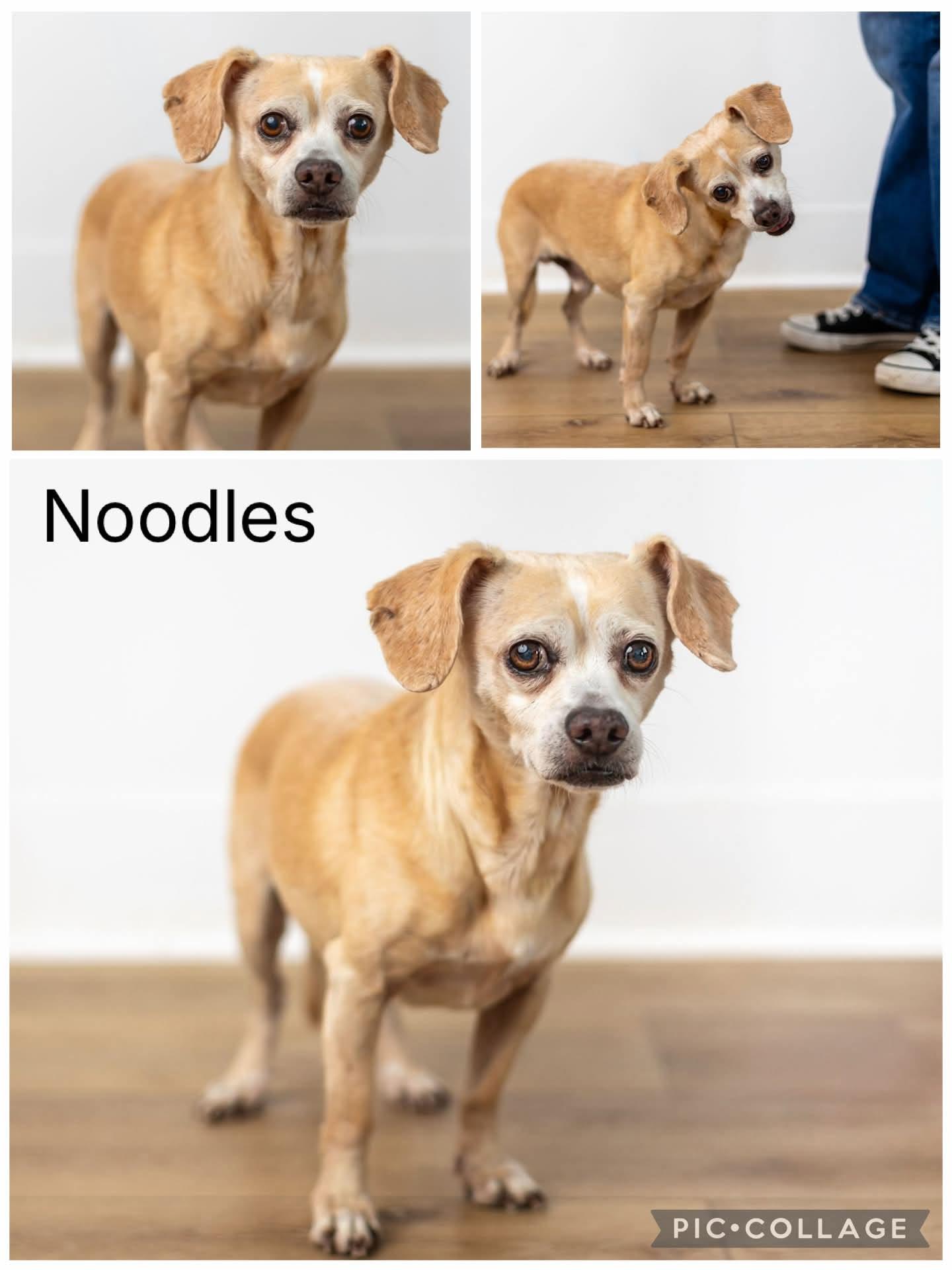 Noodles, Adoptable, Adult Male Chihuahua.
