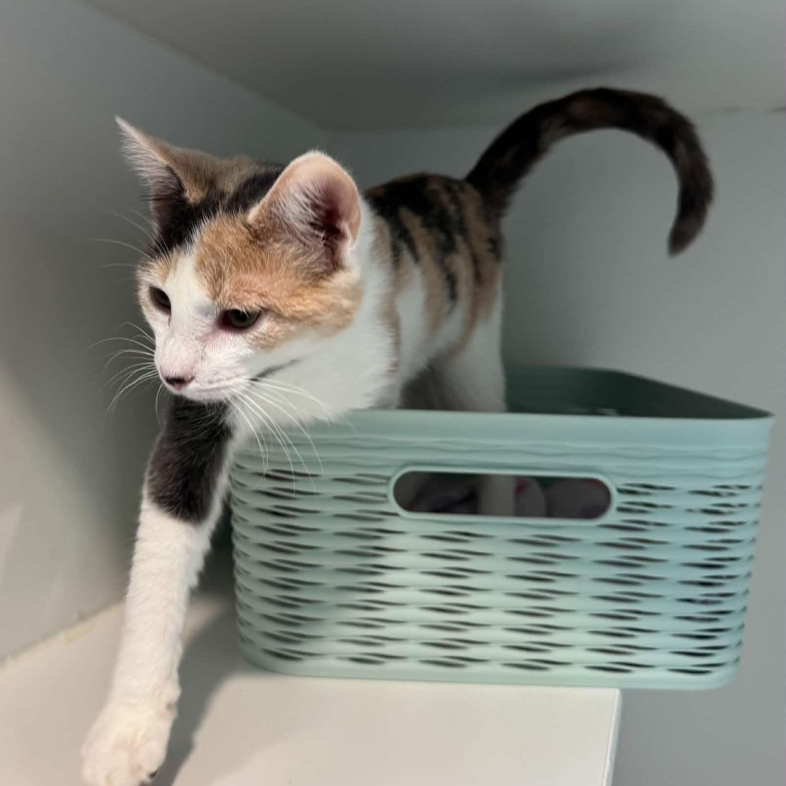 Enlarge Ellie, a Adoptable American Shorthair in Danbury, CT image 2/3