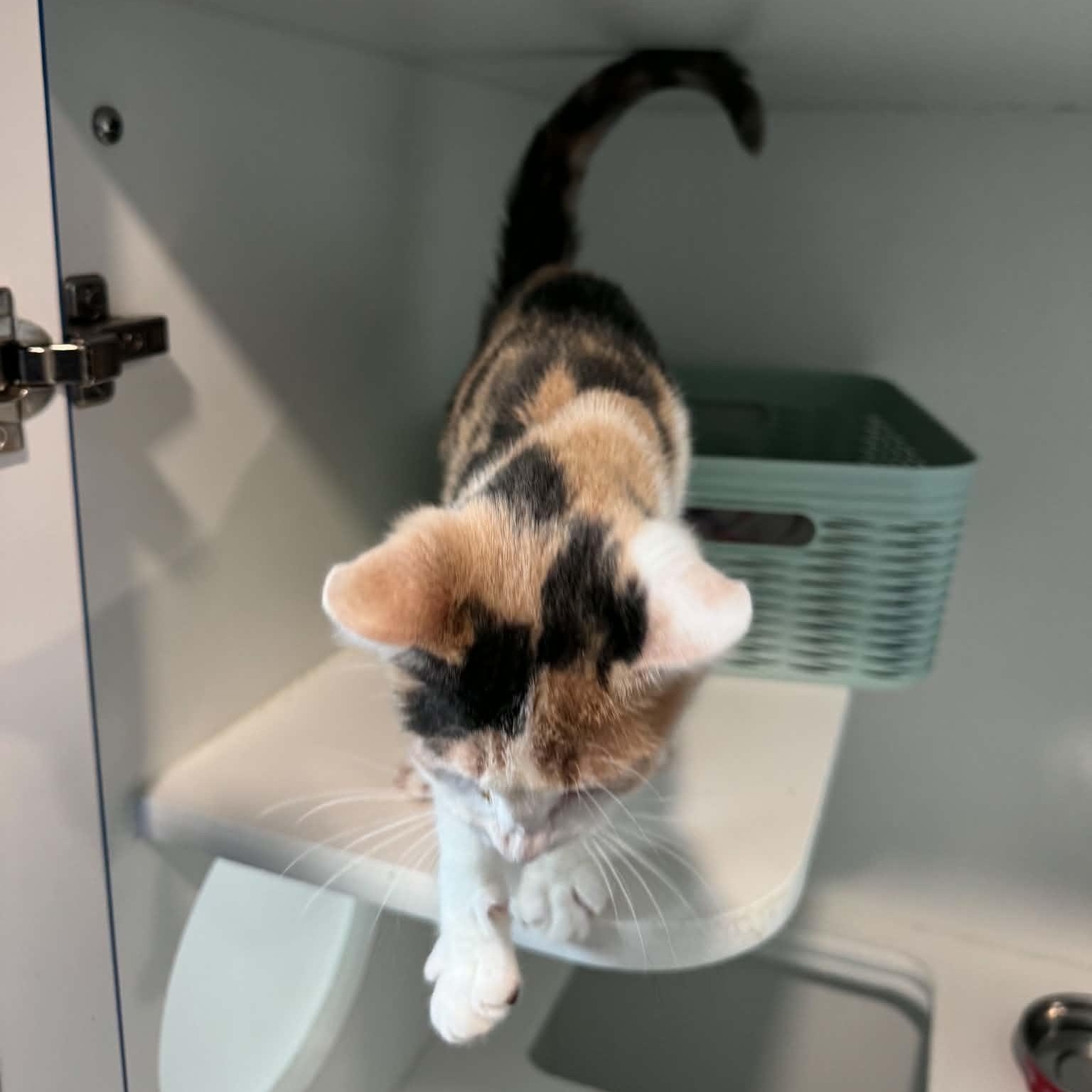 Enlarge Ellie, a Adoptable American Shorthair in Danbury, CT image 3/3