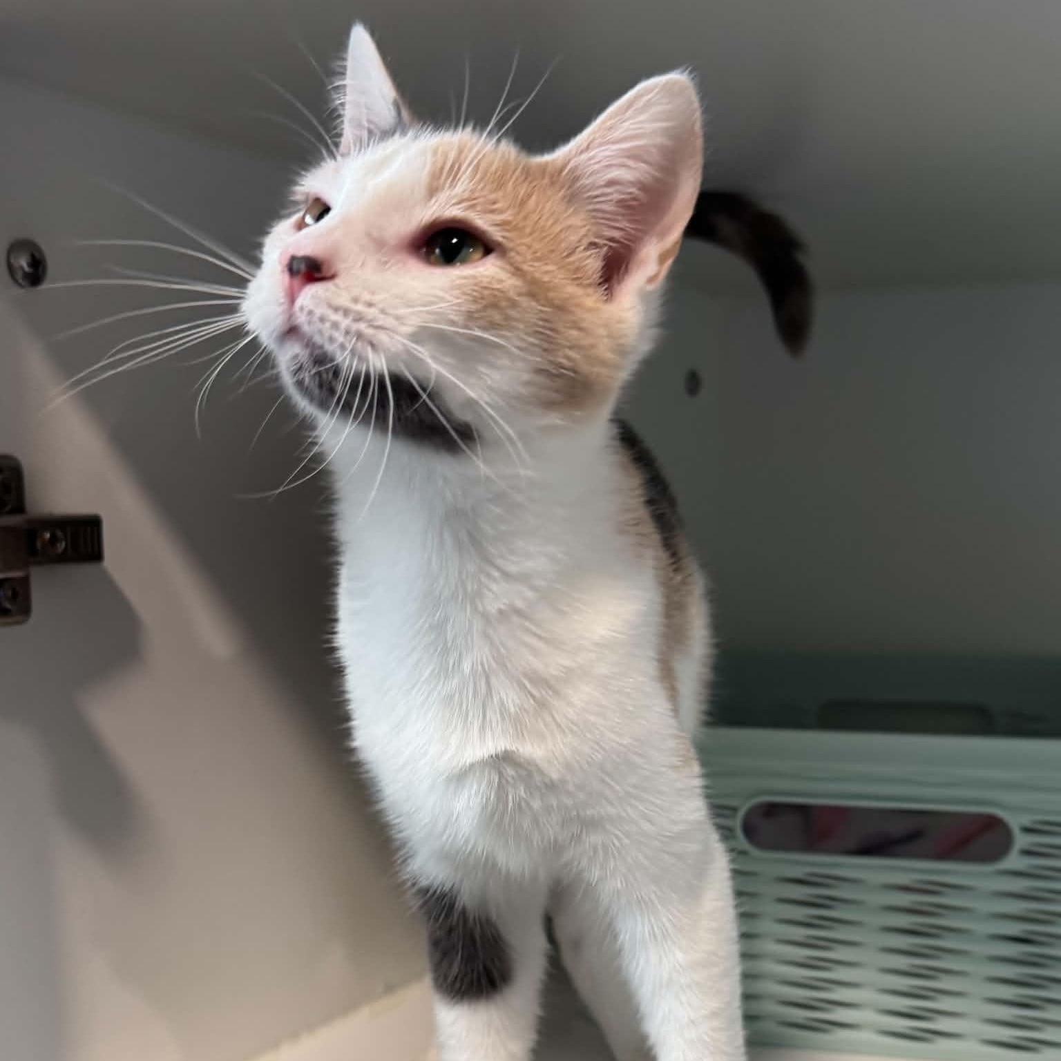 Enlarge Ellie, a Adoptable American Shorthair in Danbury, CT image 1/3
