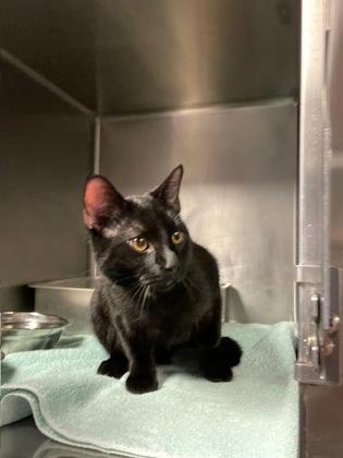 Pawn, Adoptable, Adult Male Domestic Short Hair & Domestic Short Hair.
