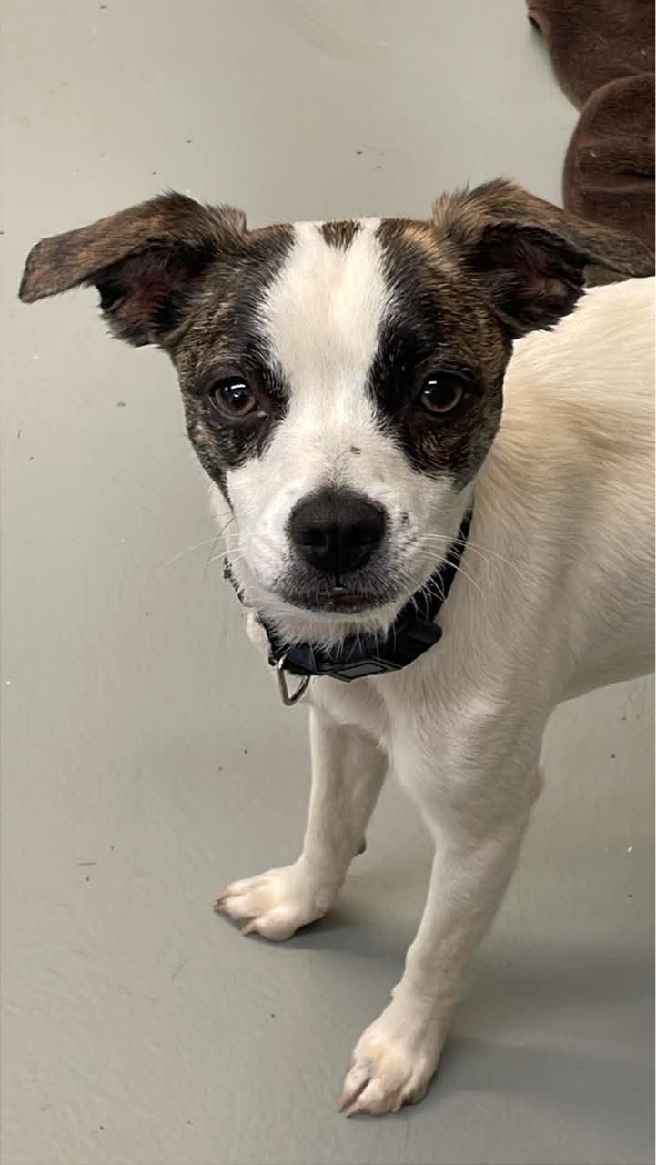 Enlarge Poppy, a Adopted mixed breed in Fincastle, VA image 1/1