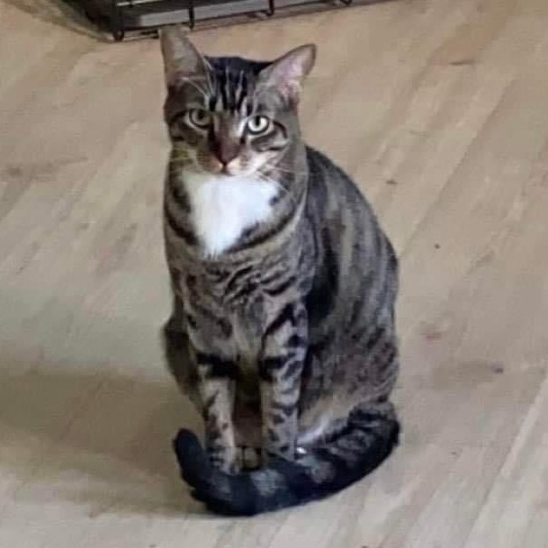 Abby, Adoptable, Adult Female Domestic Short Hair & Tabby.