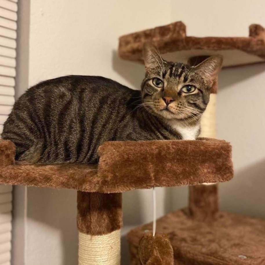 Abby, a Adoptable mixed breed in Lubbock, TX image 2/2