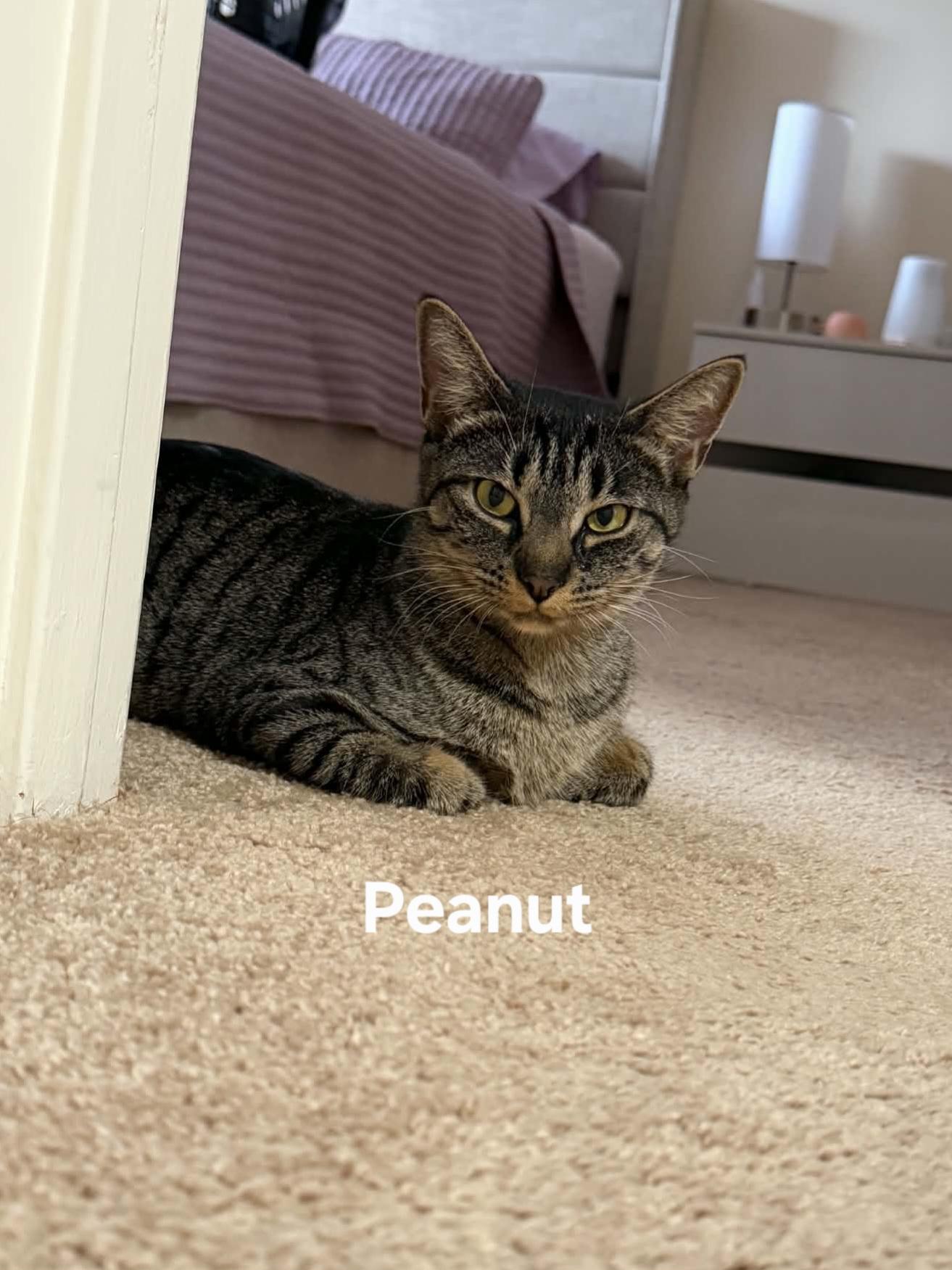 Peanut, a ADOPTABLE Domestic Short Hair in Chicopee, MA image 2/3
