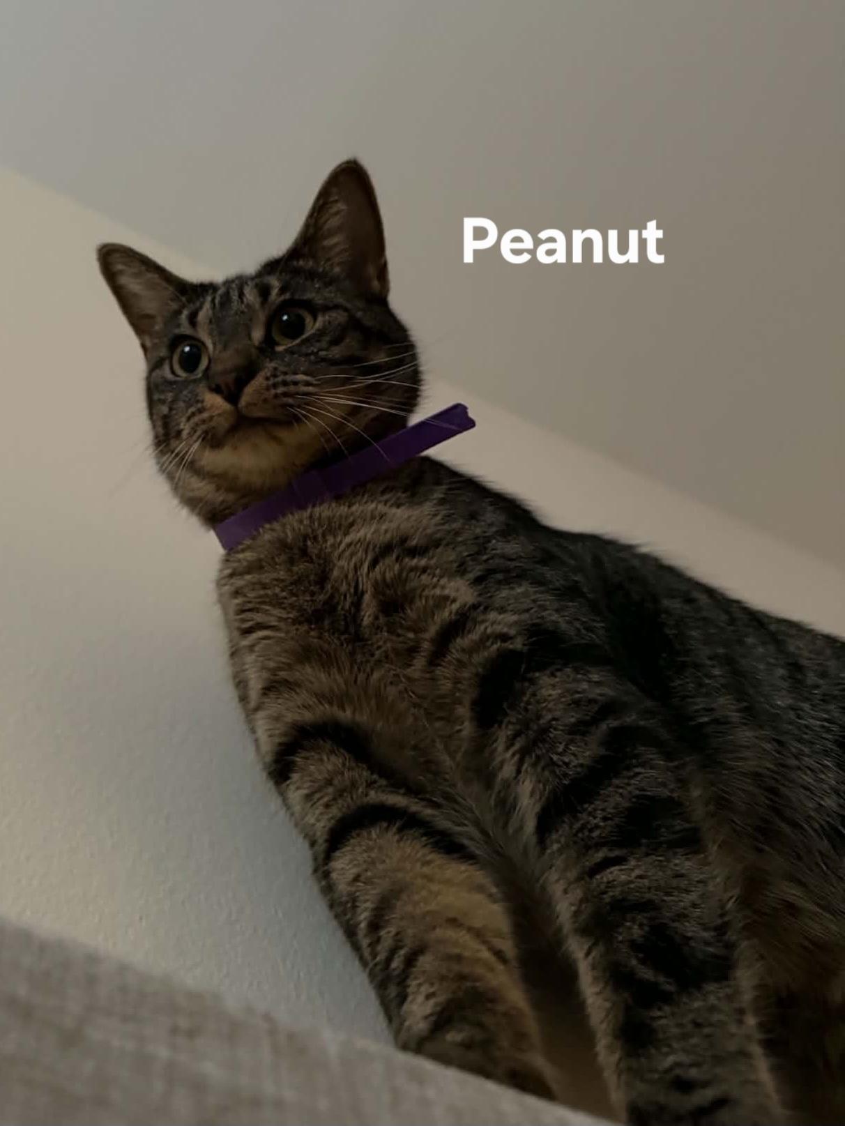 Peanut, a ADOPTABLE Domestic Short Hair in Chicopee, MA image 3/3