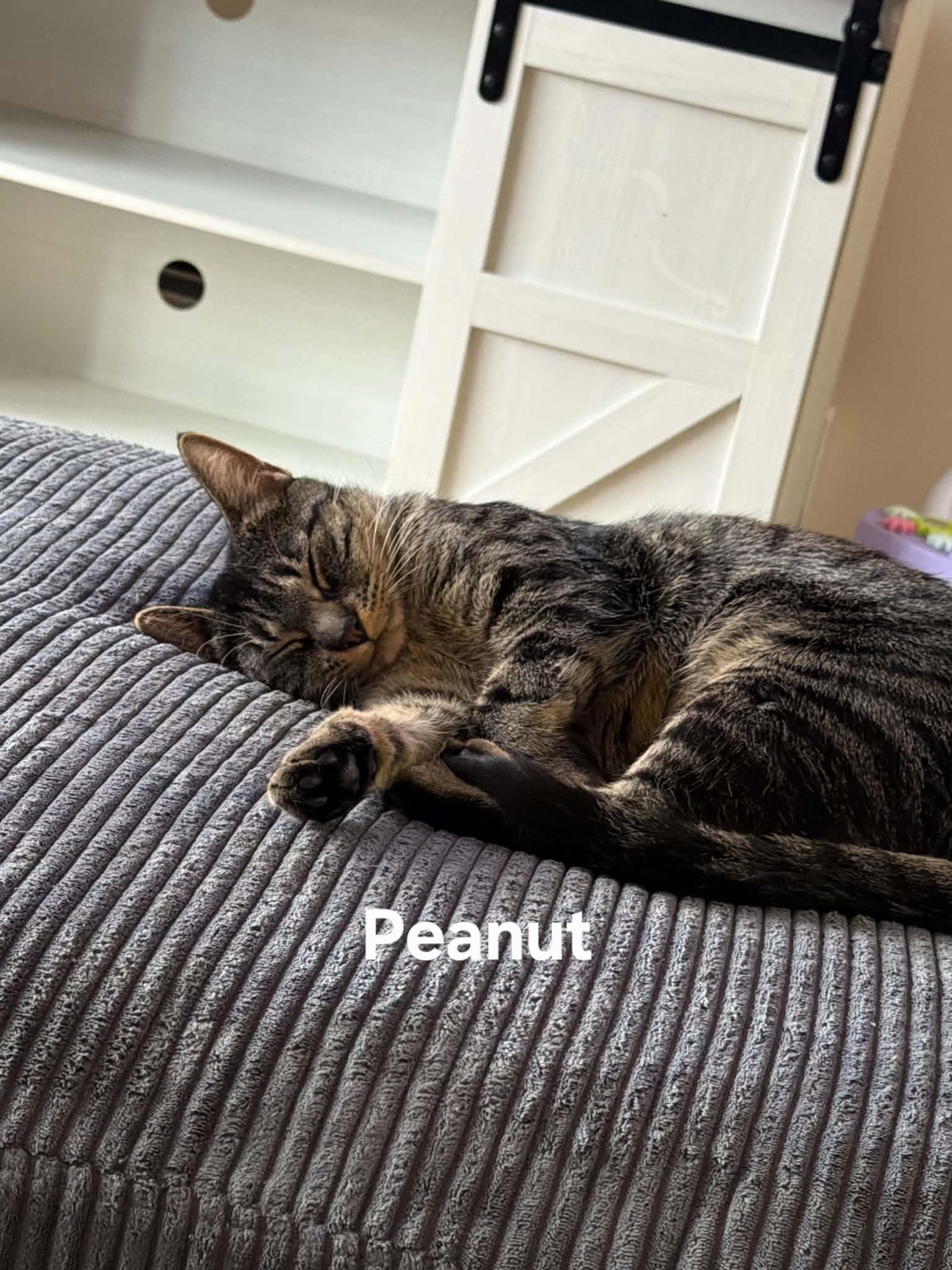 Peanut, ADOPTABLE, Adult Female Domestic Short Hair.