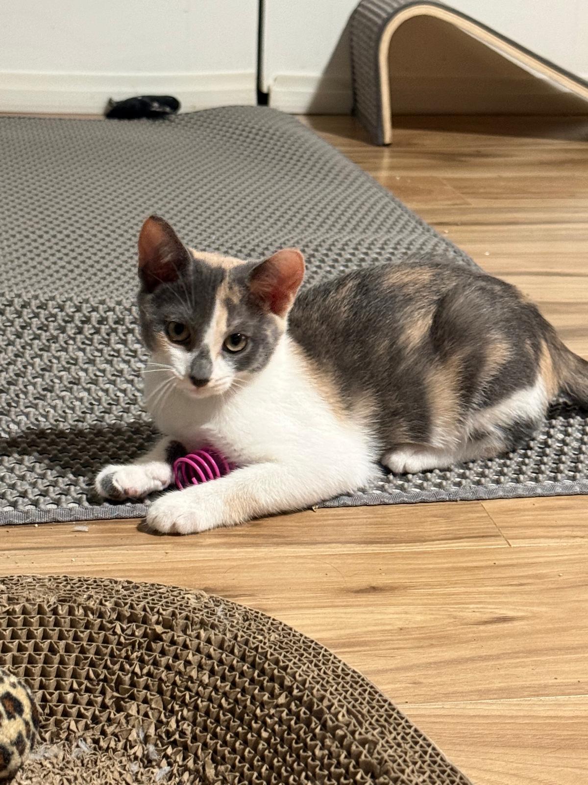 Enlarge Mayhem, a Adopted Dilute Calico in Sandy Springs, GA image 4/6